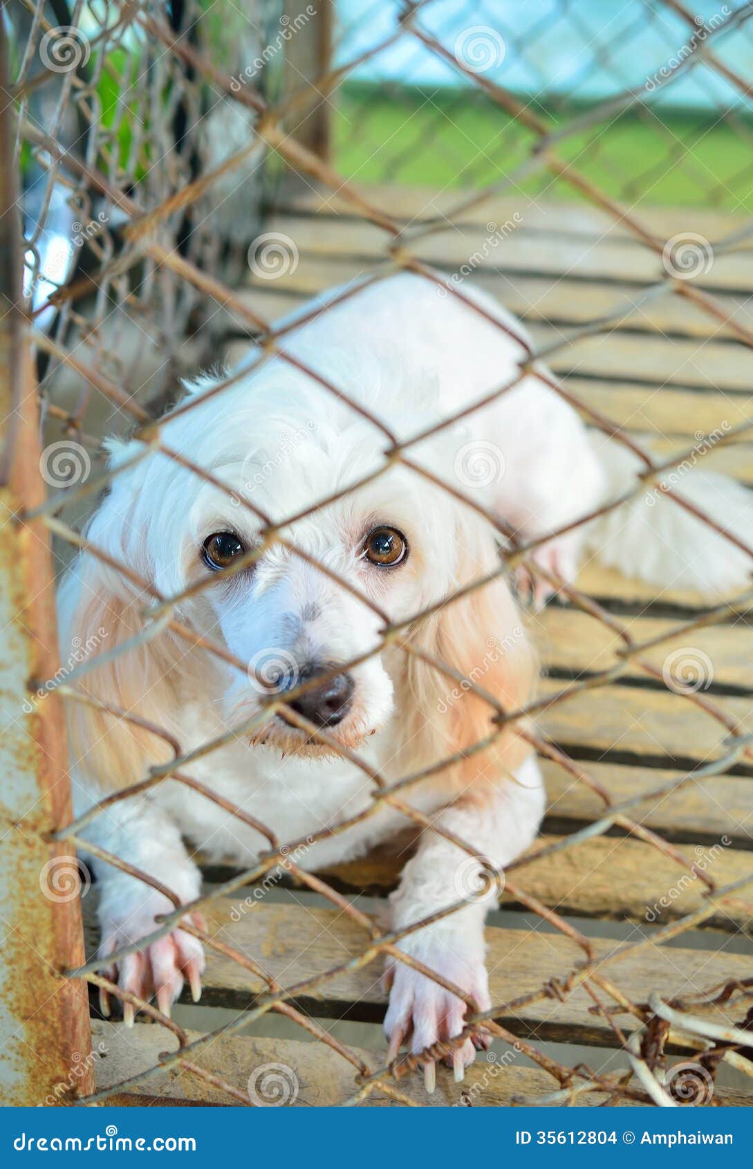 Dog in a cage. stock photo. Image of breed, abandoned 35612804