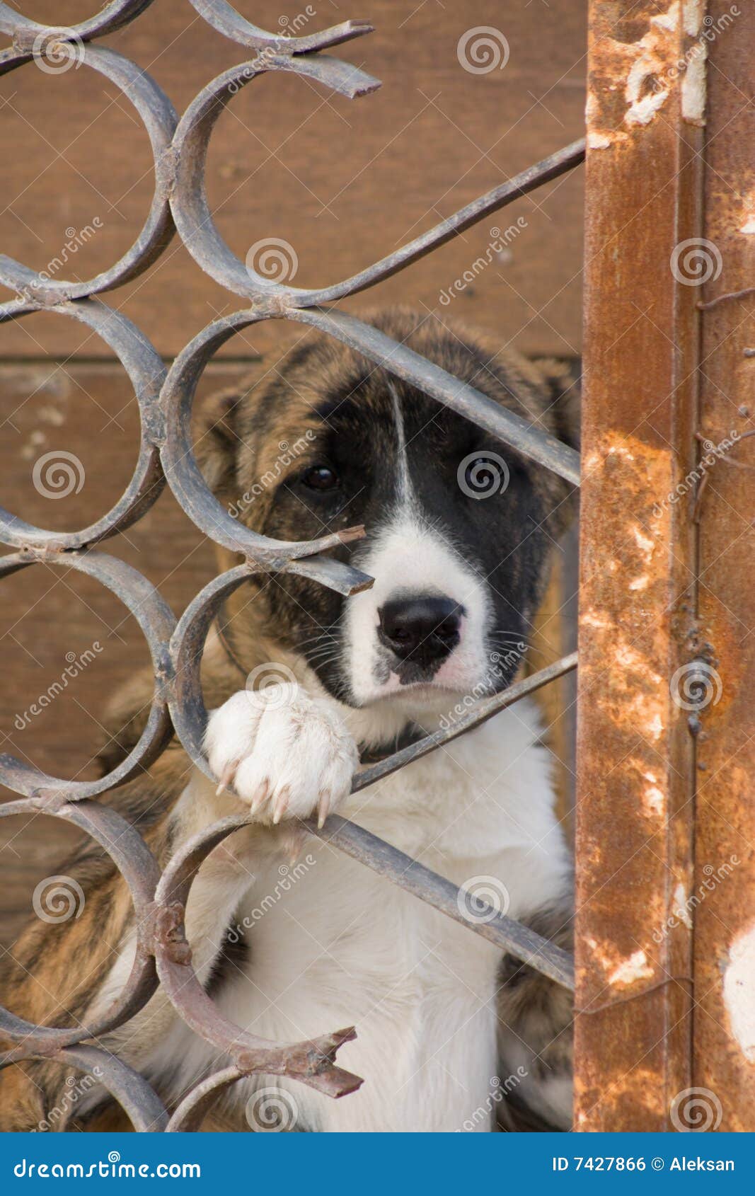 Dog in cage stock photo. Image of looking, mammal, tired 7427866