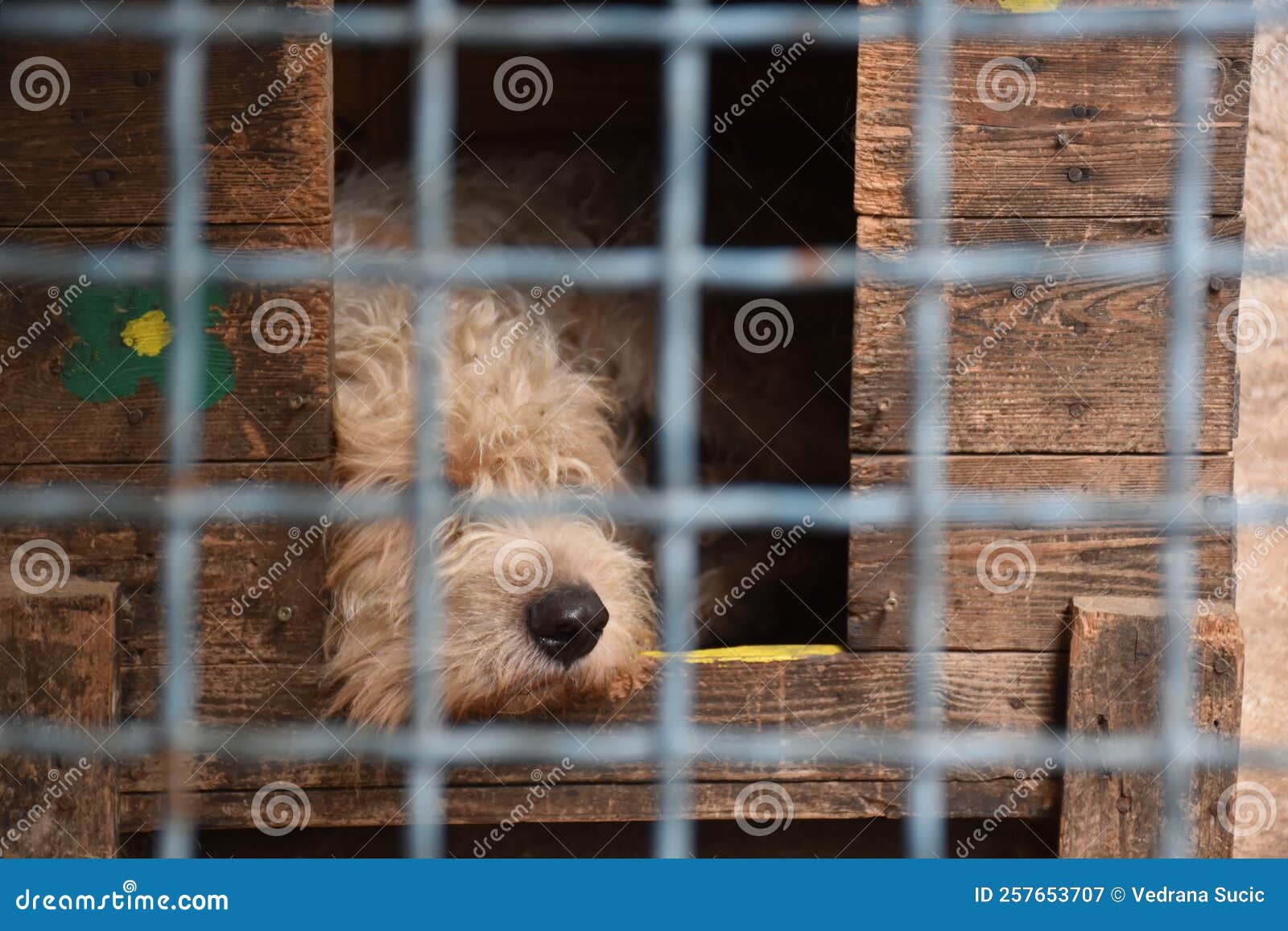 Dog in a Cage at an Animal Shelter Stock Image Image of depression