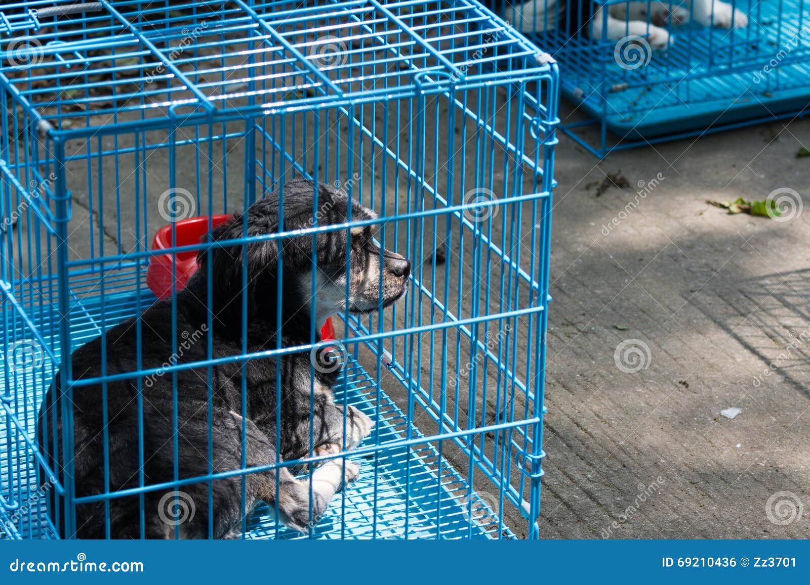 Dog in a cage stock photo. Image of adopted, caged, cute 69210436