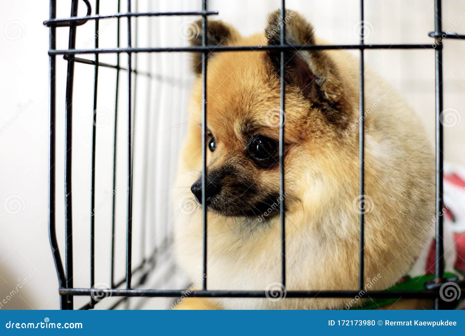 Dog in cage at pet shop stock photo. Image of buddy 172173980