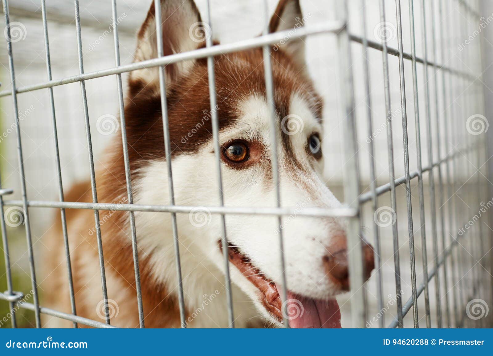 Dog in cage stock photo. Image of curious, cage, sick 94620288