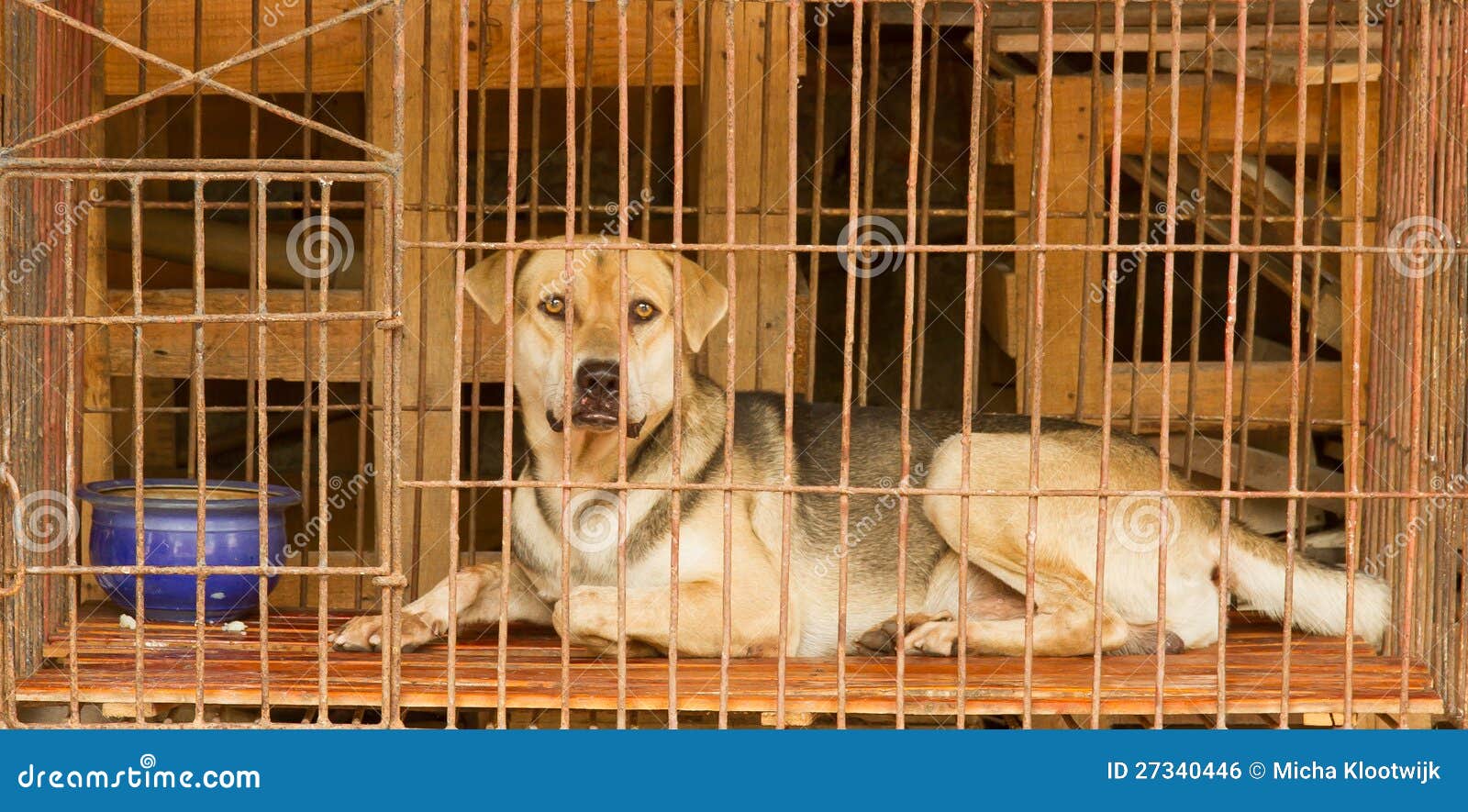 Dog in a cage in Vietnam stock photo. Image of canine 27340446