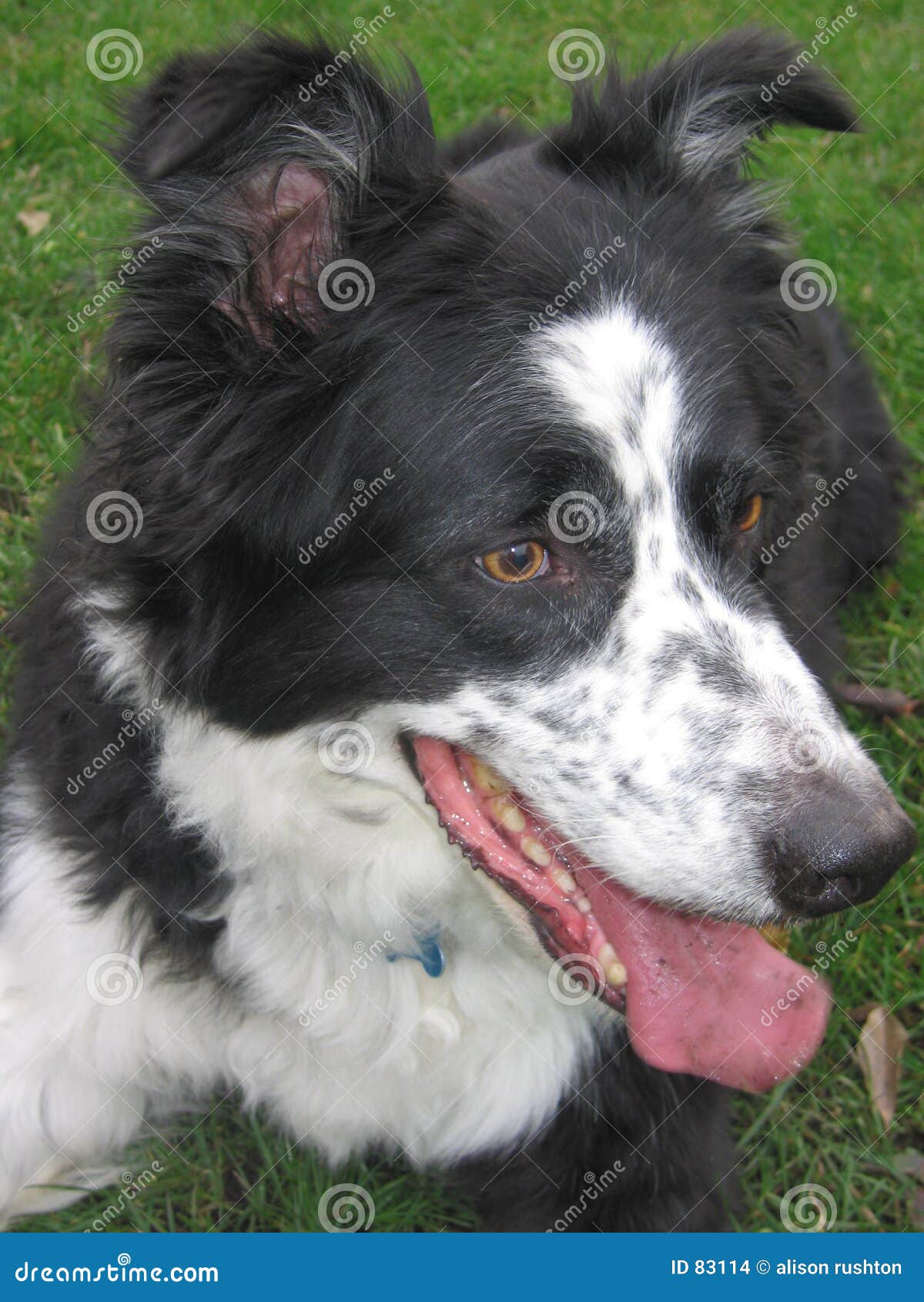 Dog called Jordan stock photo. Image of jordan, farm, friend 83114