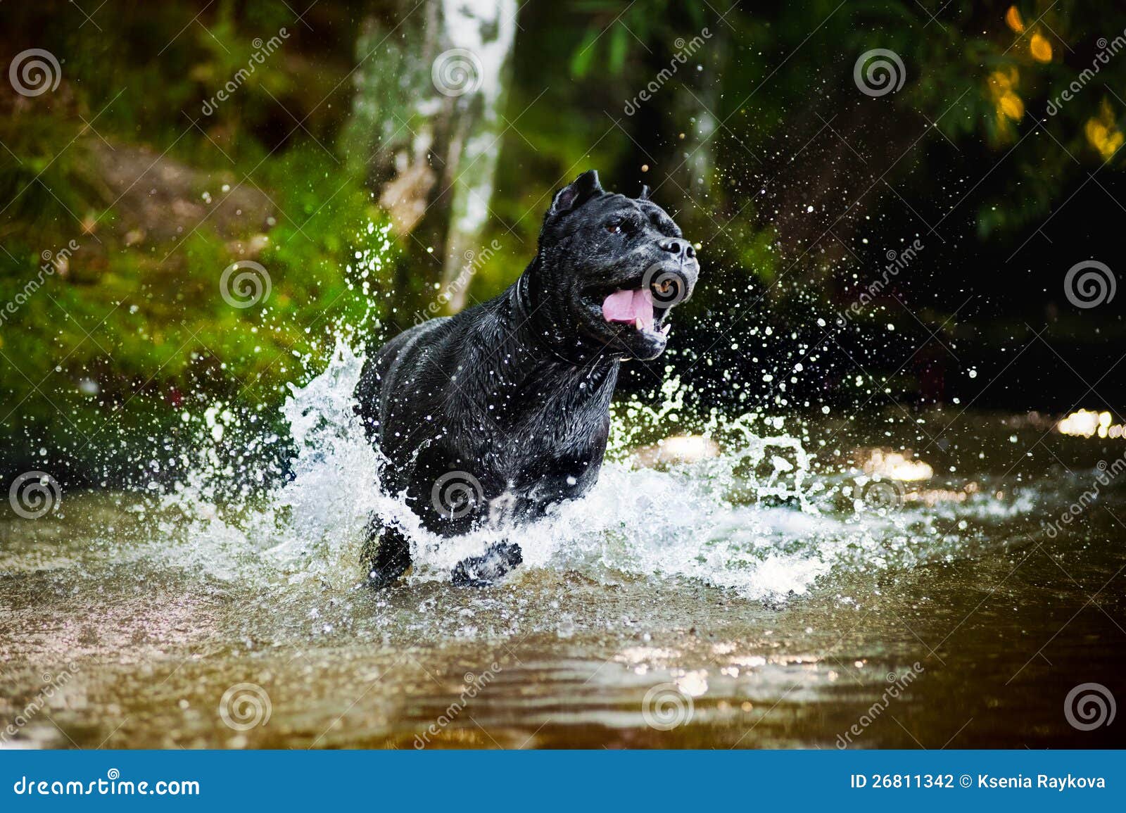 Dog Cane Corso Run in the Water Stock Photo Image of action, playing