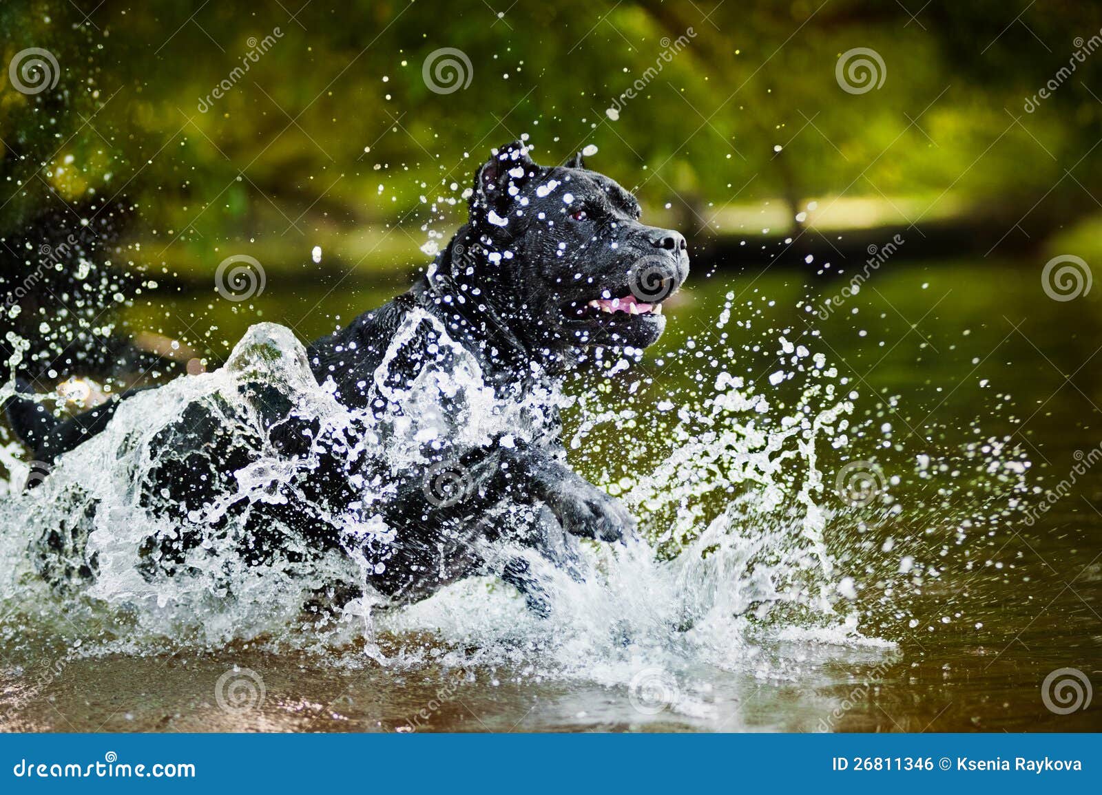 Dog Cane Corso Run in the Water Stock Photo Image of outdoors