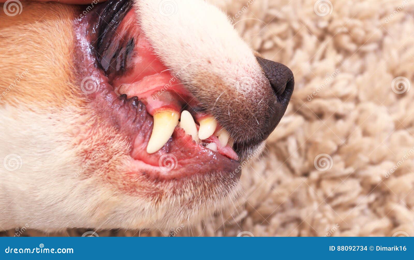 Curious Kids: Do cats and dogs lose baby teeth like people do? සඳහා පින්තුර ප්රතිඵල