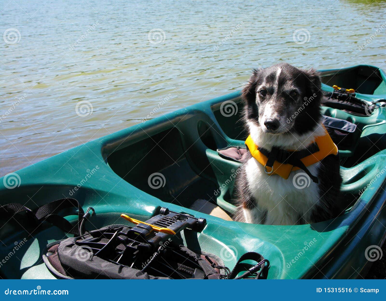 Dog in Canoe Wearing a Life Jacket Stock Photo Image of boat, life