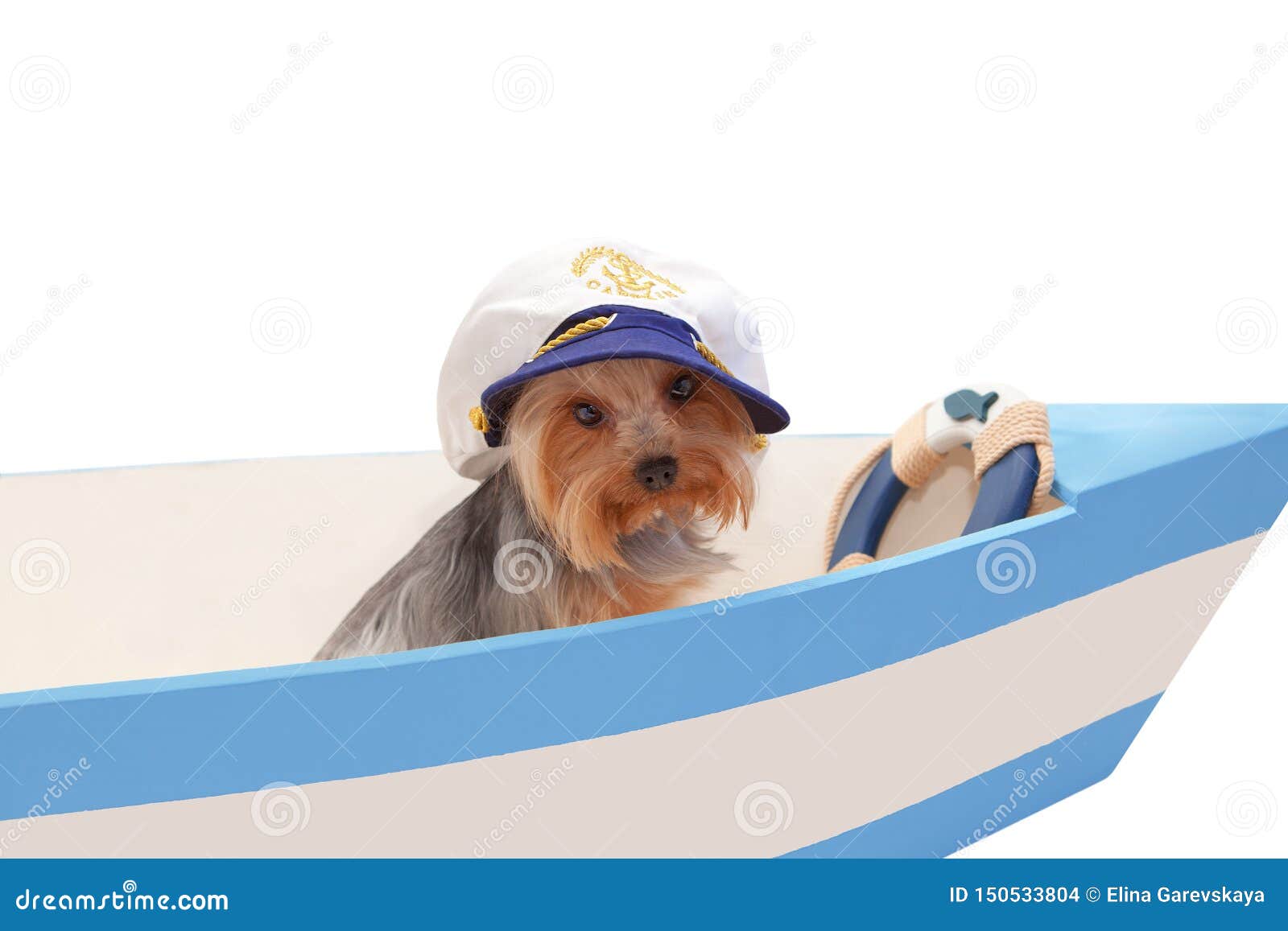 The Dog in the Captain`s Cap Sits in the Boat. Stock Photo - Image of  emblem, look: 150533804