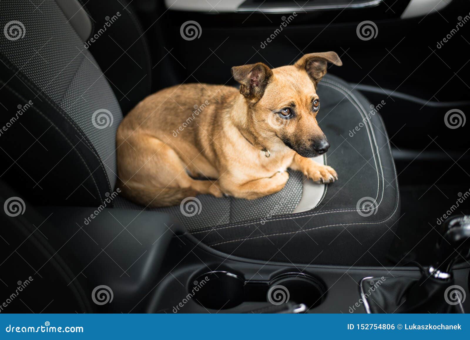 Dog in a Car Pet Transportation Safety Stock Photo Image of