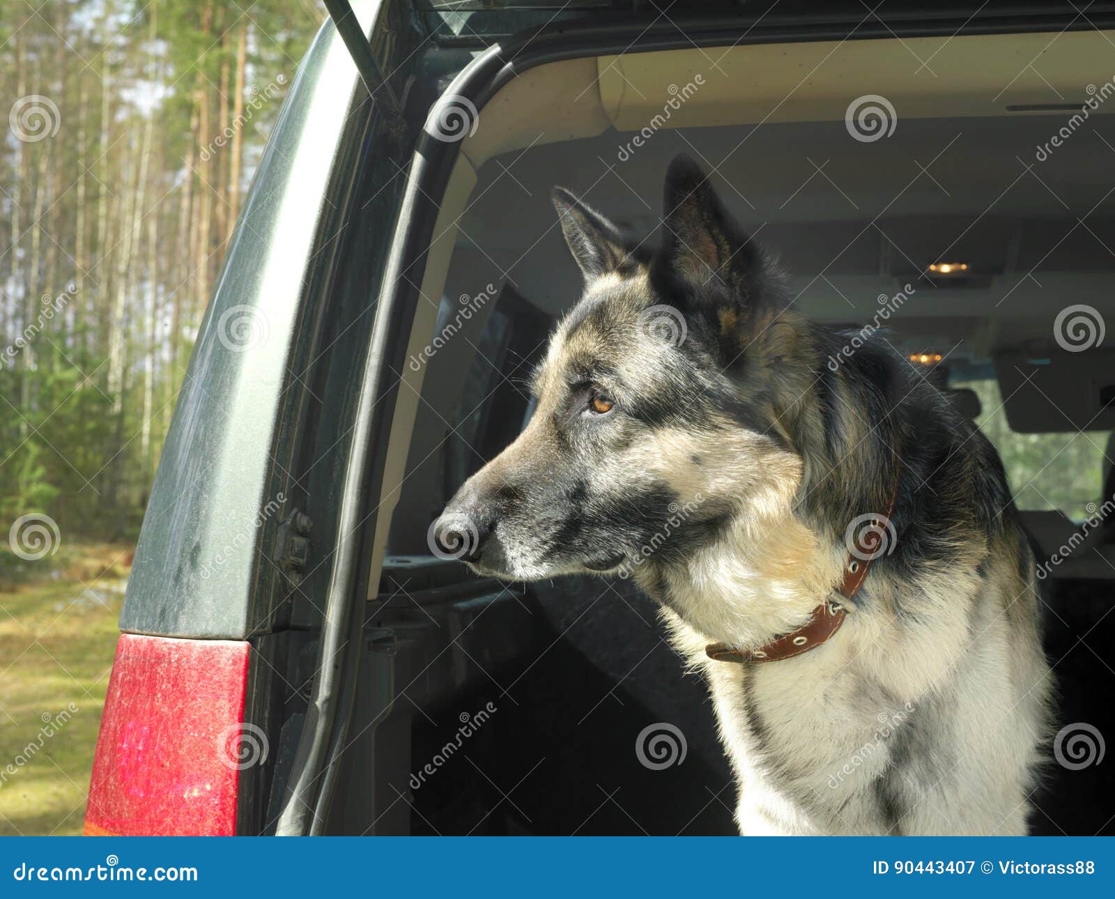 Dog in a Car stock image. Image of access, purebred, gaze - 90443407