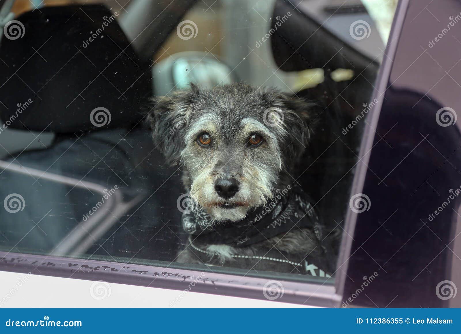 Dog in the car window stock image. Image of automobile 112386355