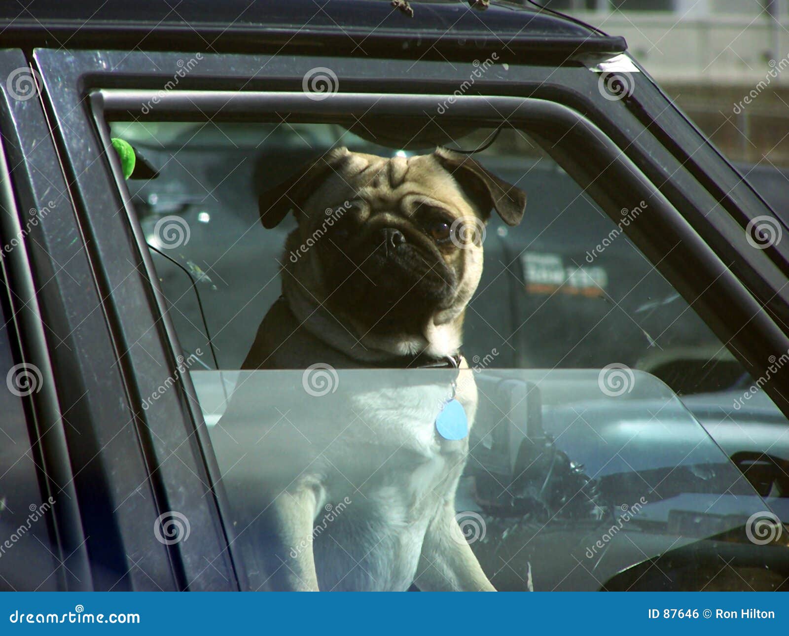 Dog car window screen discount