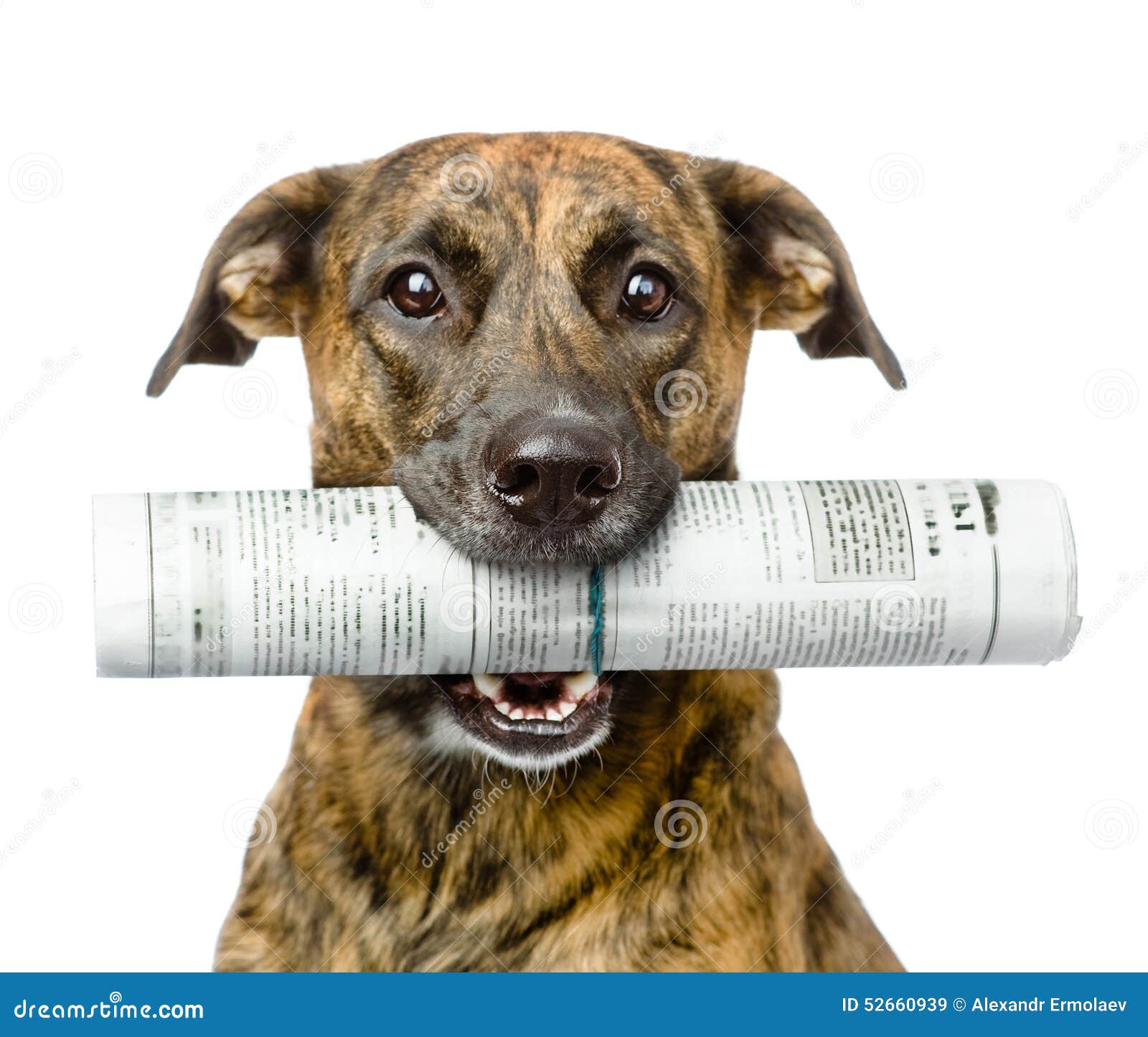 dog carrying newspaper.  on white background