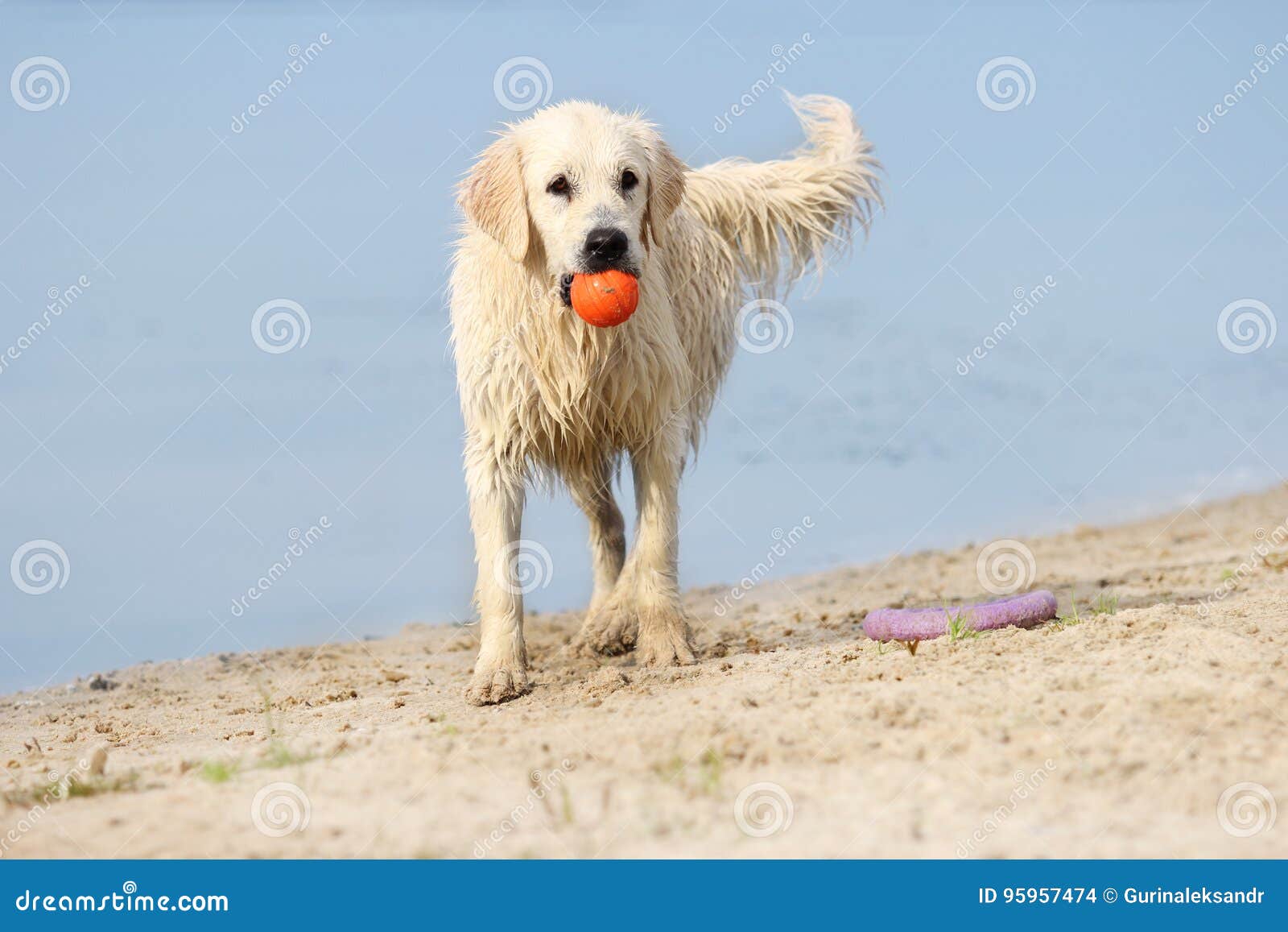 Dog is carrying a toy stock photo. Image of golden, cute 95957474
