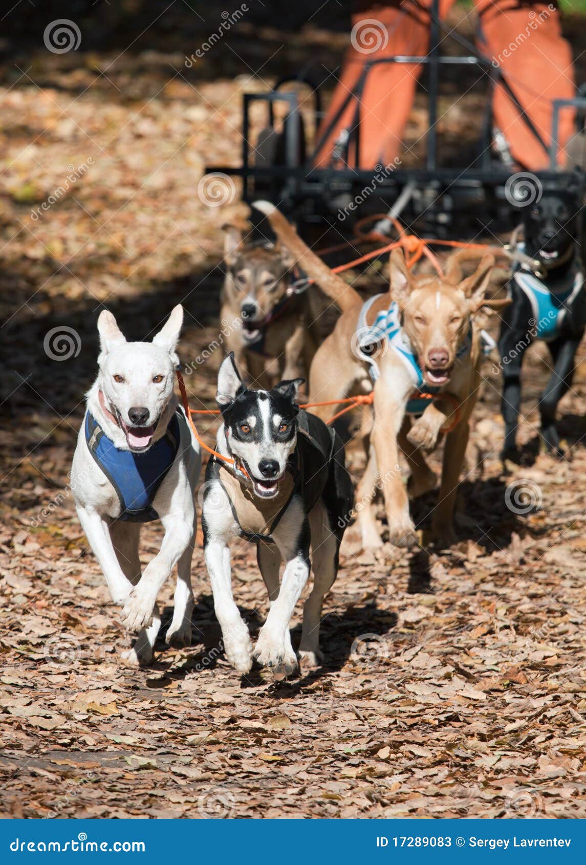 Dogcarting stock image. Image of sleddogs, norwegian 17289083