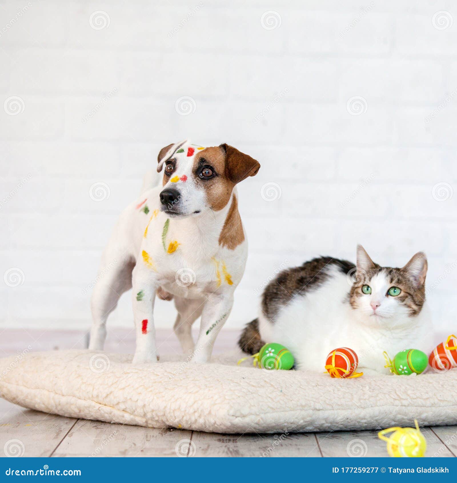 Dog and Cat with Easter Eggs Stock Image Image of cute, people 177259277