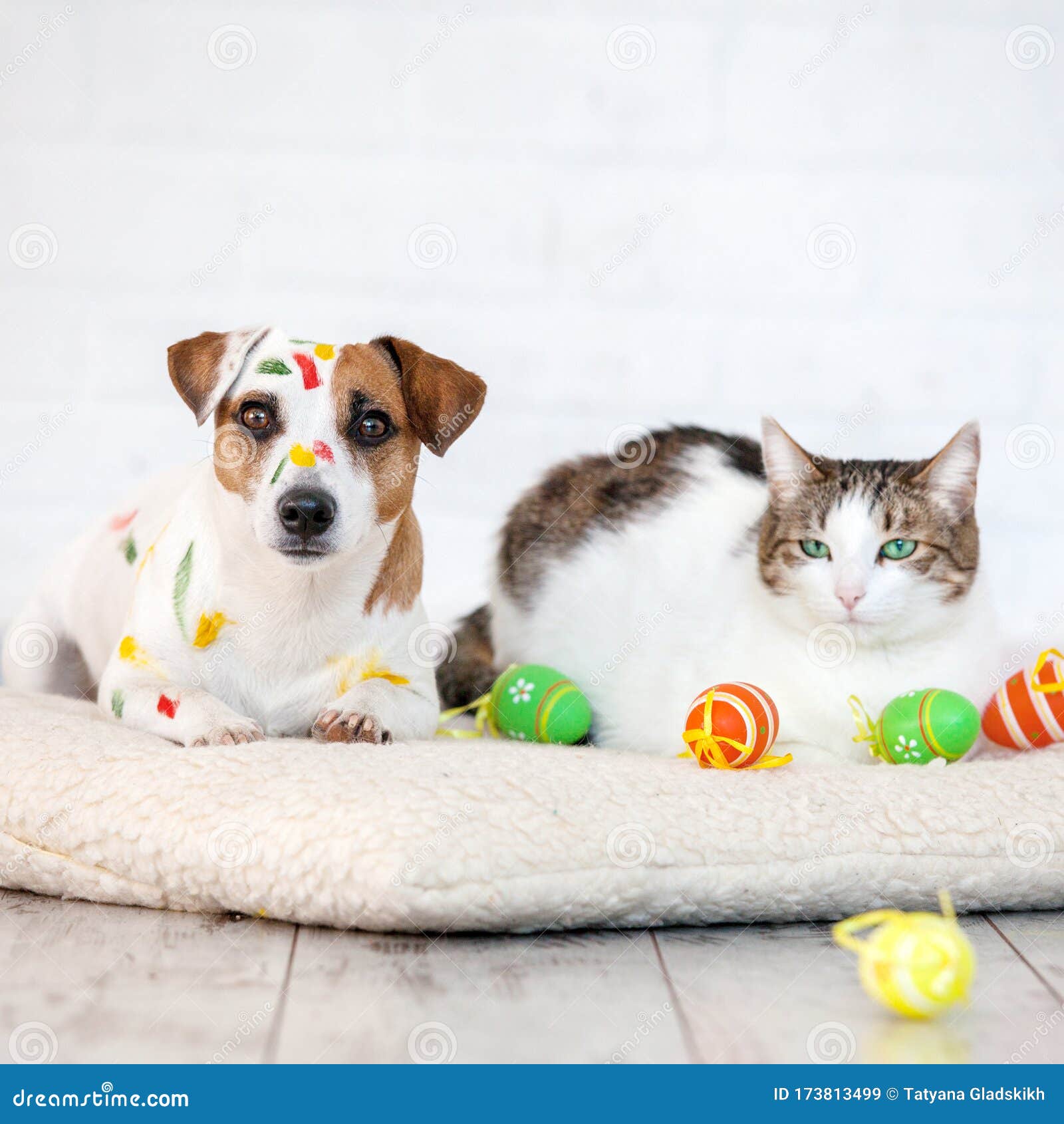 Are Eggs Good For Cats And Dogs