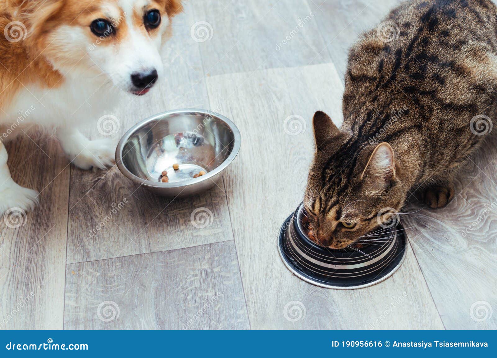 Dog and Cat are Eaten Together in the Kitchen. Closeup Stock Photo