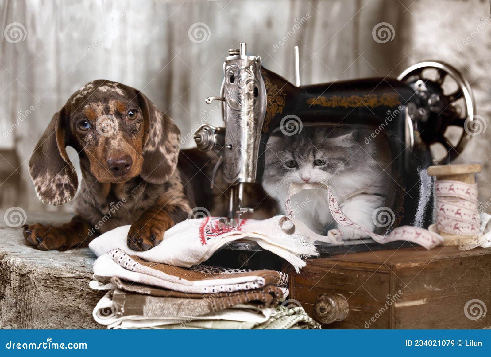 Dog and Cat are Engaged in Sewing on a Retro Sewing Machine Stock Image