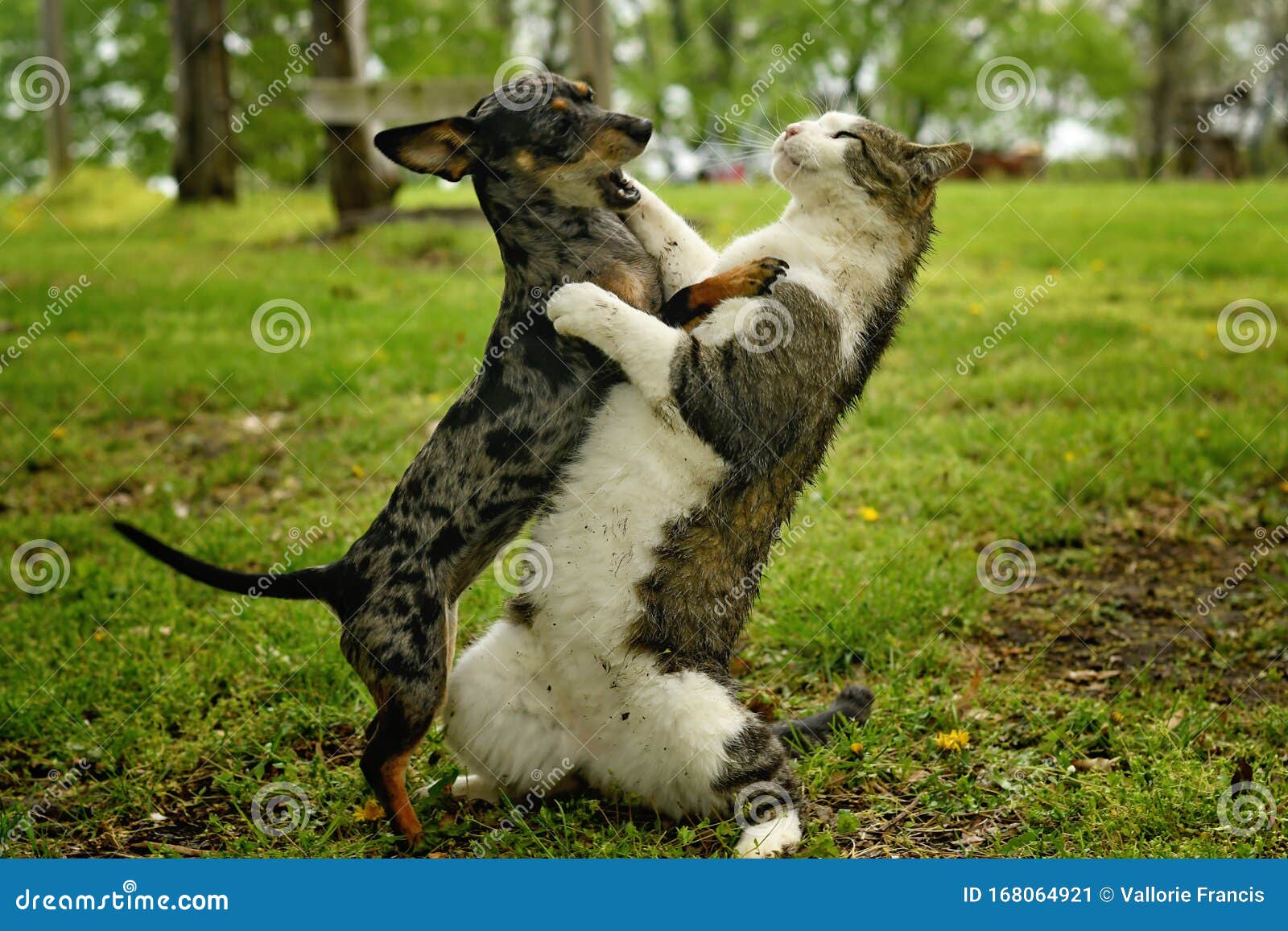 Dog and fighting stock image. Image dappled, fight - 168064921