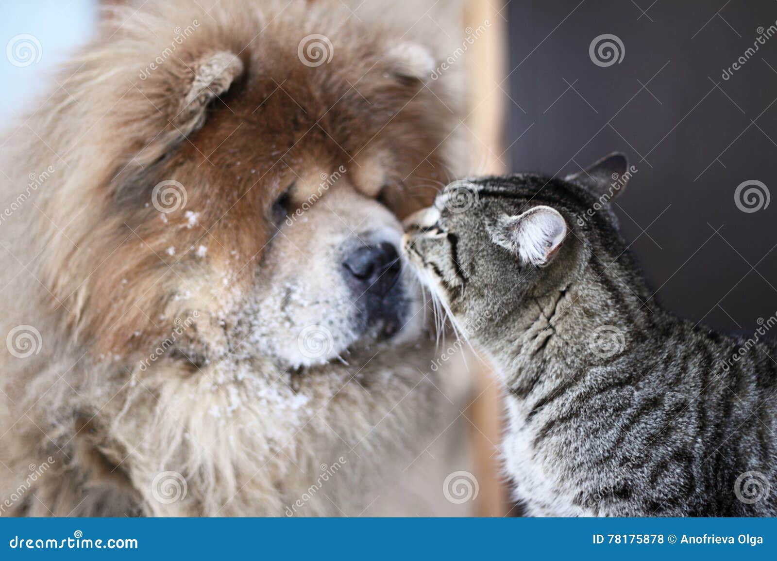 Dog and cat stock photo. Image of soft, friendship, animal 78175878