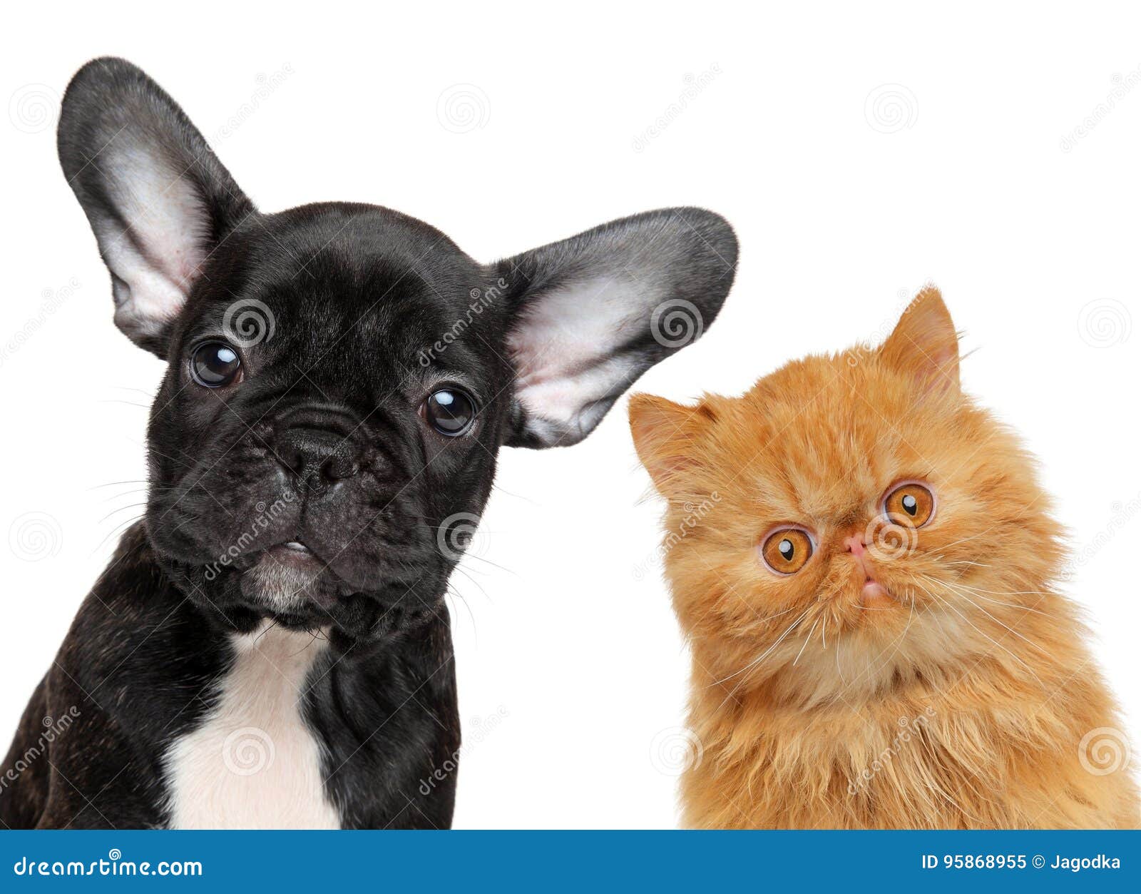 Dog and cat head isolated stock image. Image of pedigreed 95868955