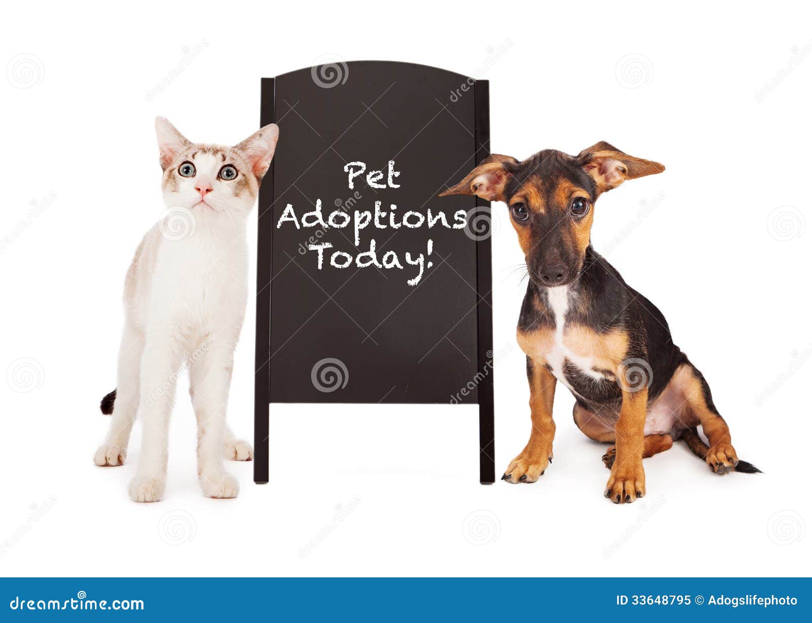 dog and cat with pet adoption sign