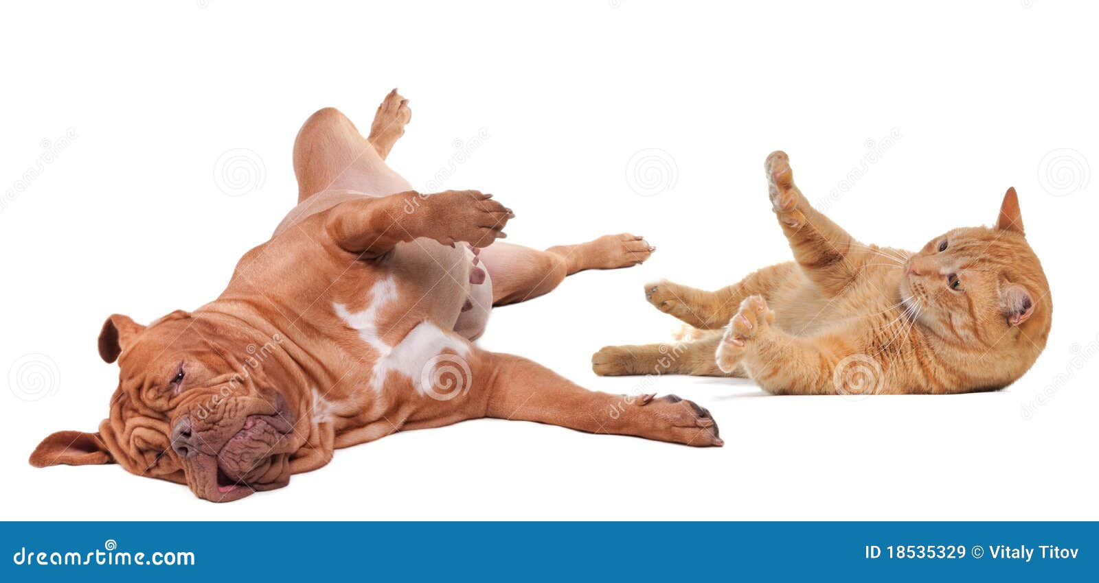 Dog and Cat Playing Turning Upside Down Stock Image Image of glad, cunning 18535329
