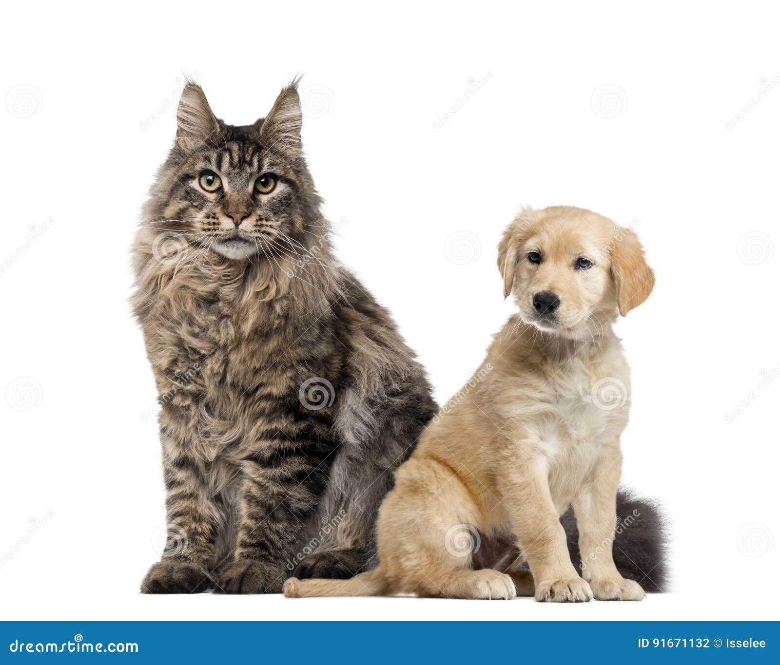 Dog and Cat Sitting, Isolated Stock Photo Image of white, animal