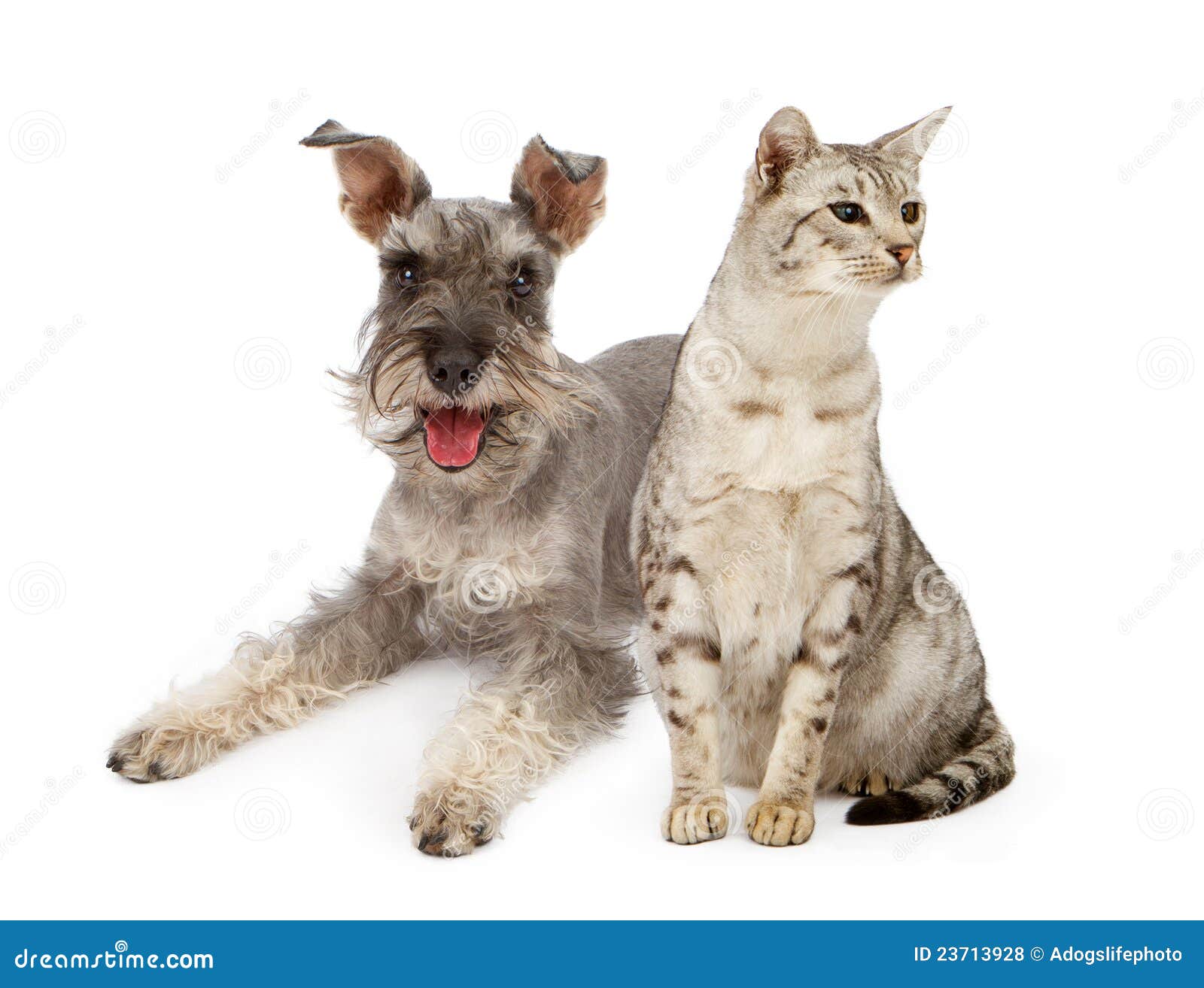 do schnauzers get along with cats