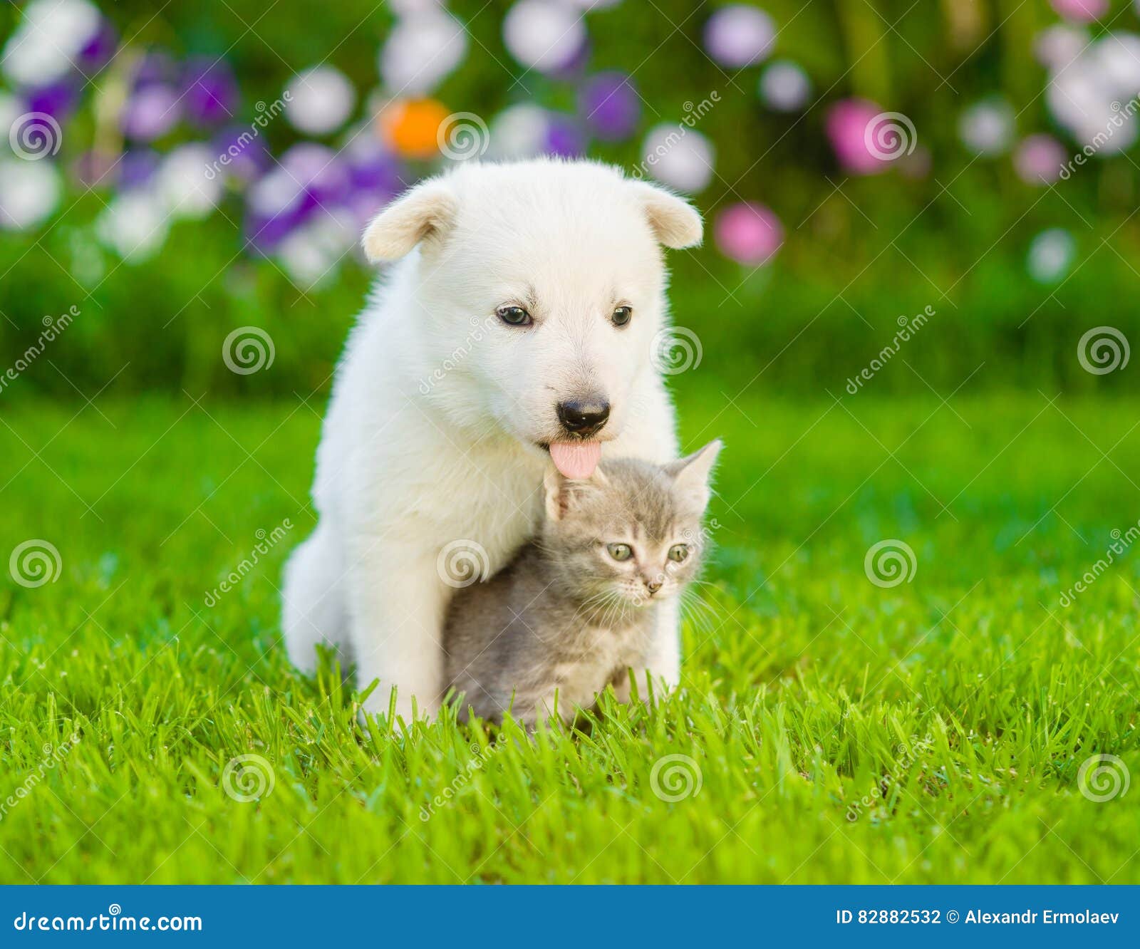 Dog with Cat Sitting Together on Green Grass Stock Photo Image of