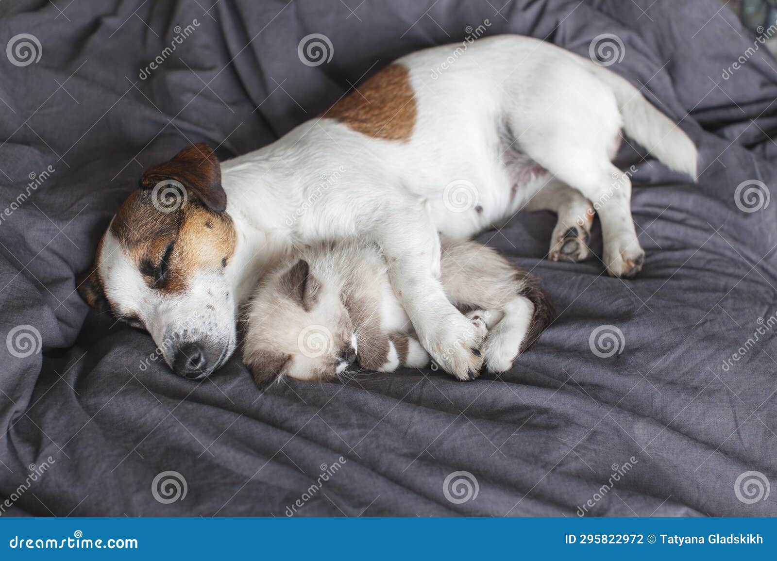Dog and Cat Sleeping Together Stock Photo Image of breed, lying