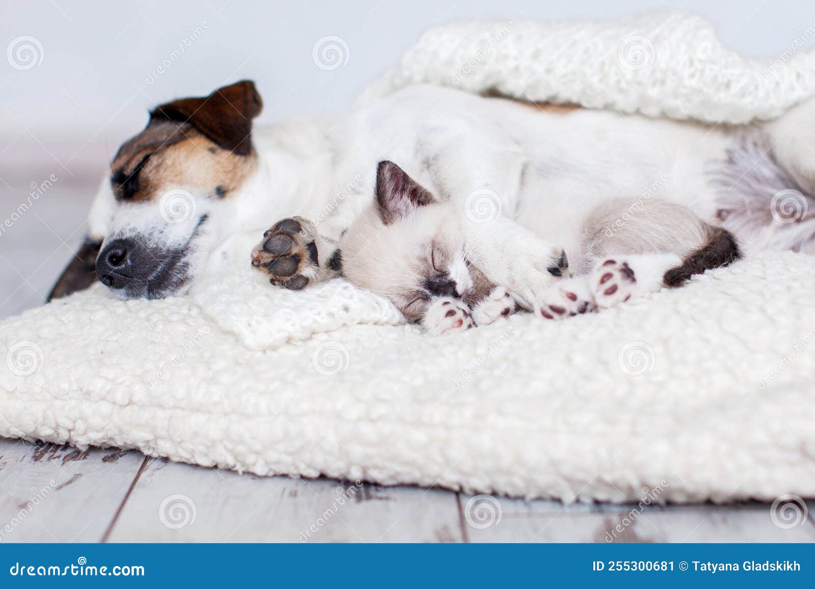 Dog and Cat Sleeping Together Stock Image Image of feline, pets