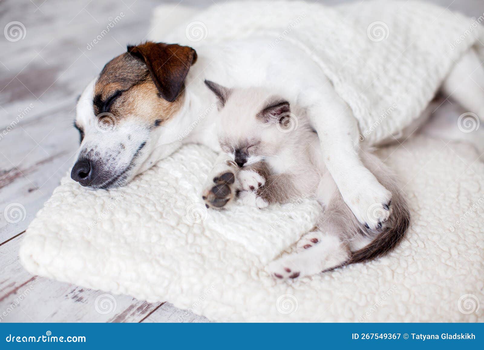 Dog and Cat Sleeping Together Stock Image Image of baby, kitten