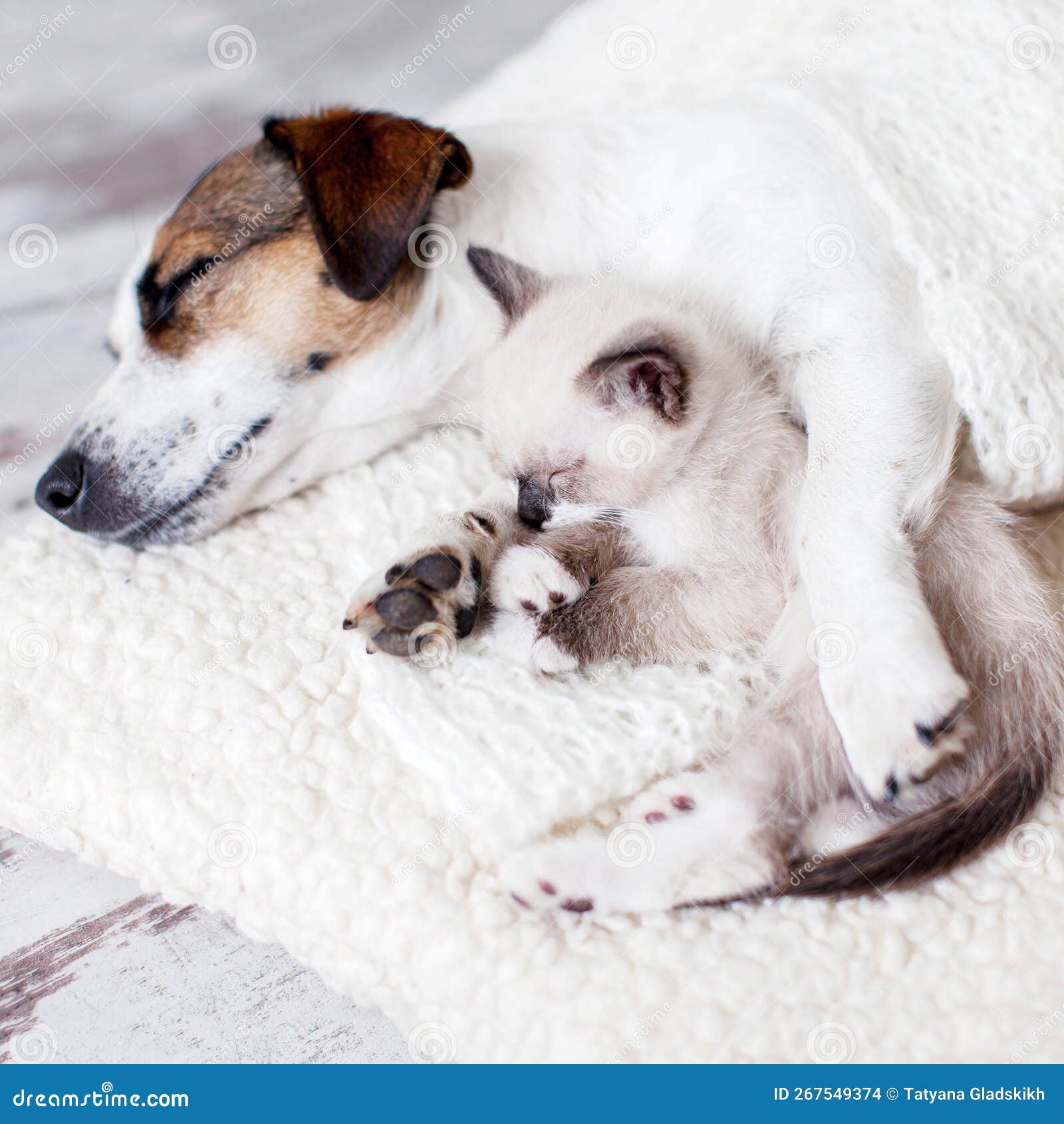 Dog and Cat Sleeping Together Stock Photo Image of breed, puppy