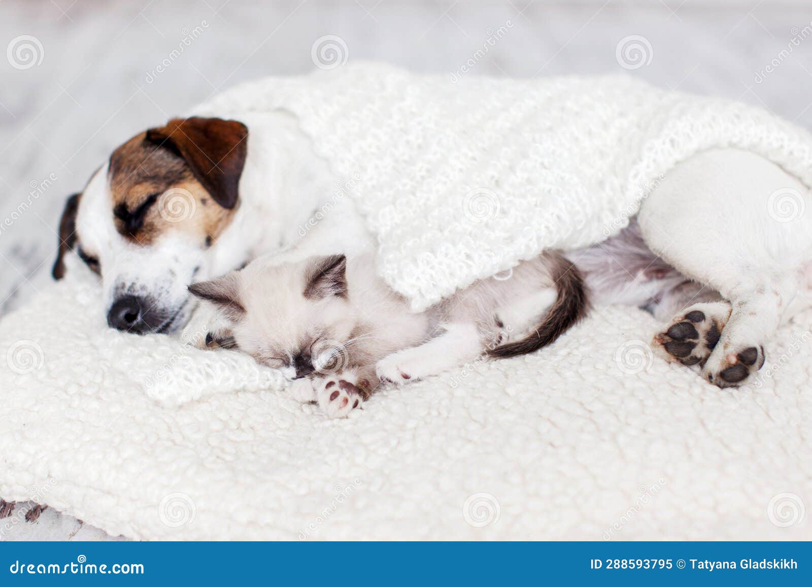 Dog and Cat Sleeping Together Stock Image Image of pets, cats 288593795