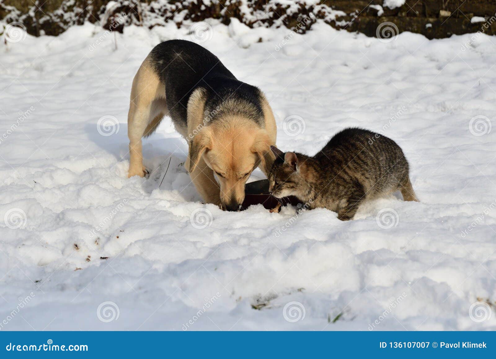 can dogs eat snow