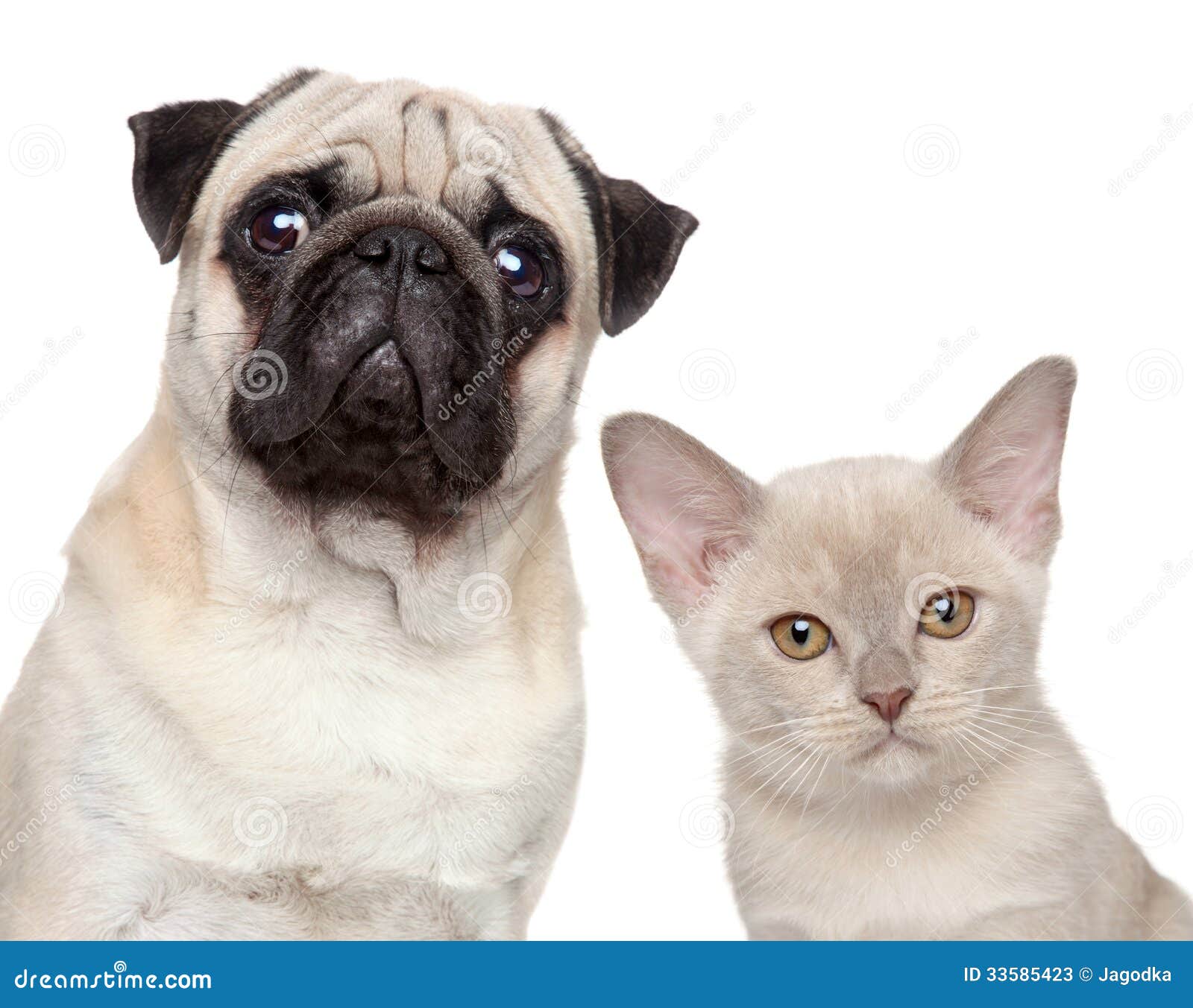 free clipart of dog and cat together - photo #18