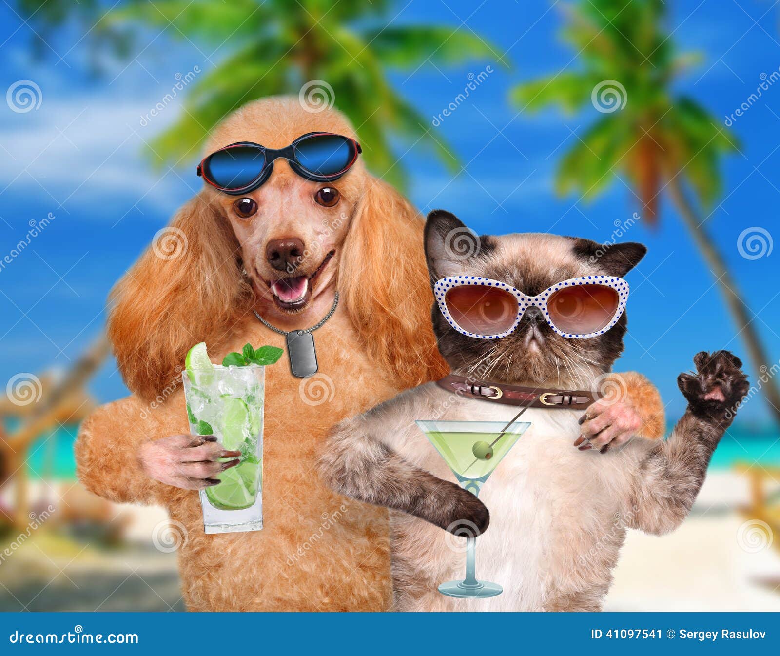 Dog With A Cat On Vacation. Stock Photo Image 41097541