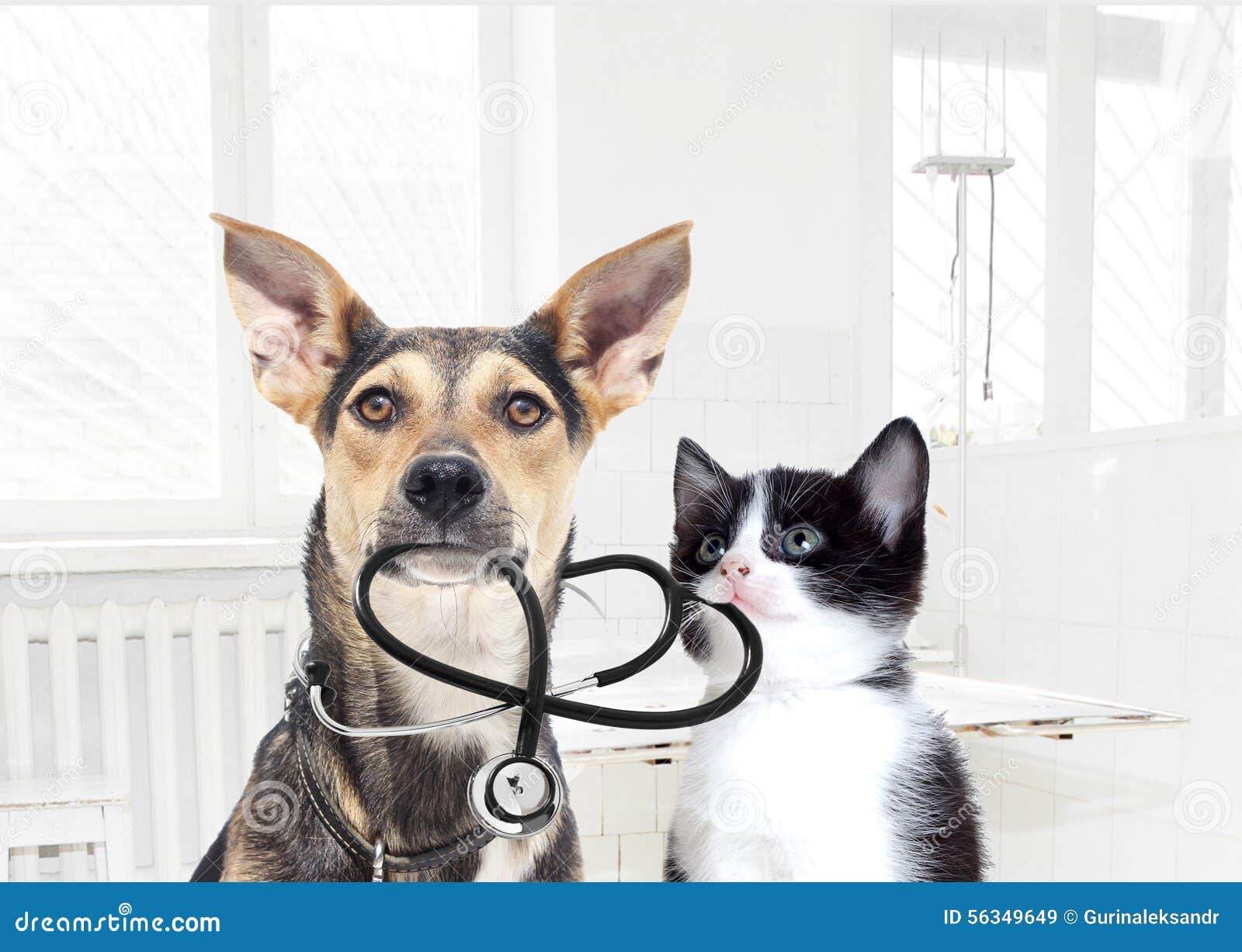 dog cat vet