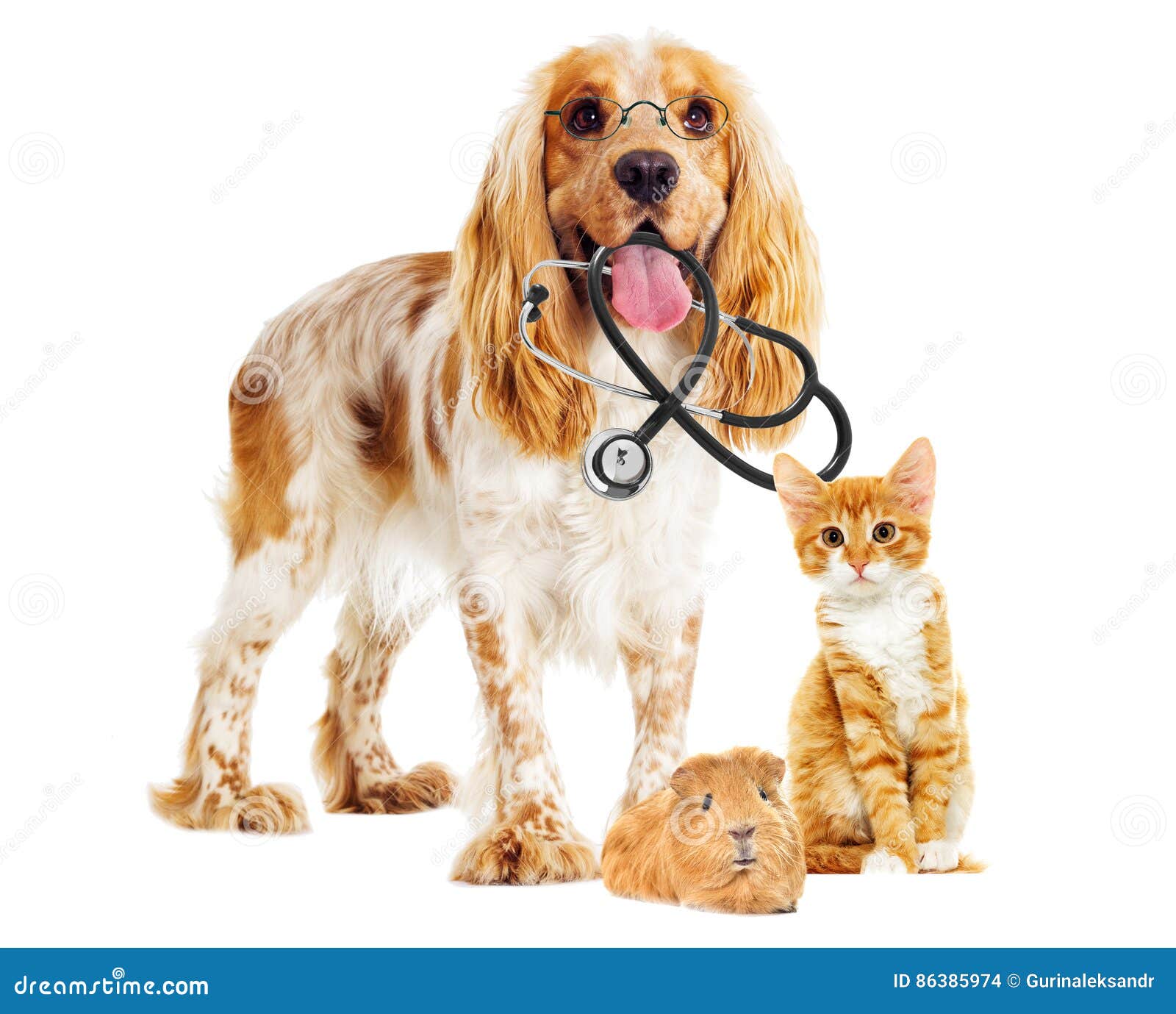Dog and cat veterinarian stock photo. Image of portrait 86385974