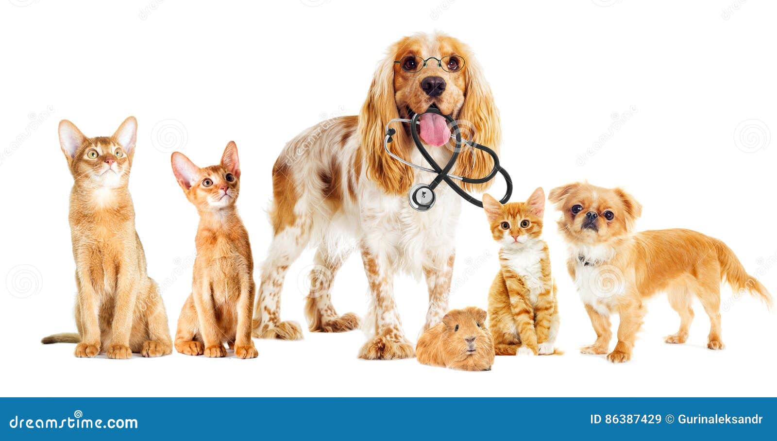 Dog and cat veterinarian stock image. Image of beautiful 86387429