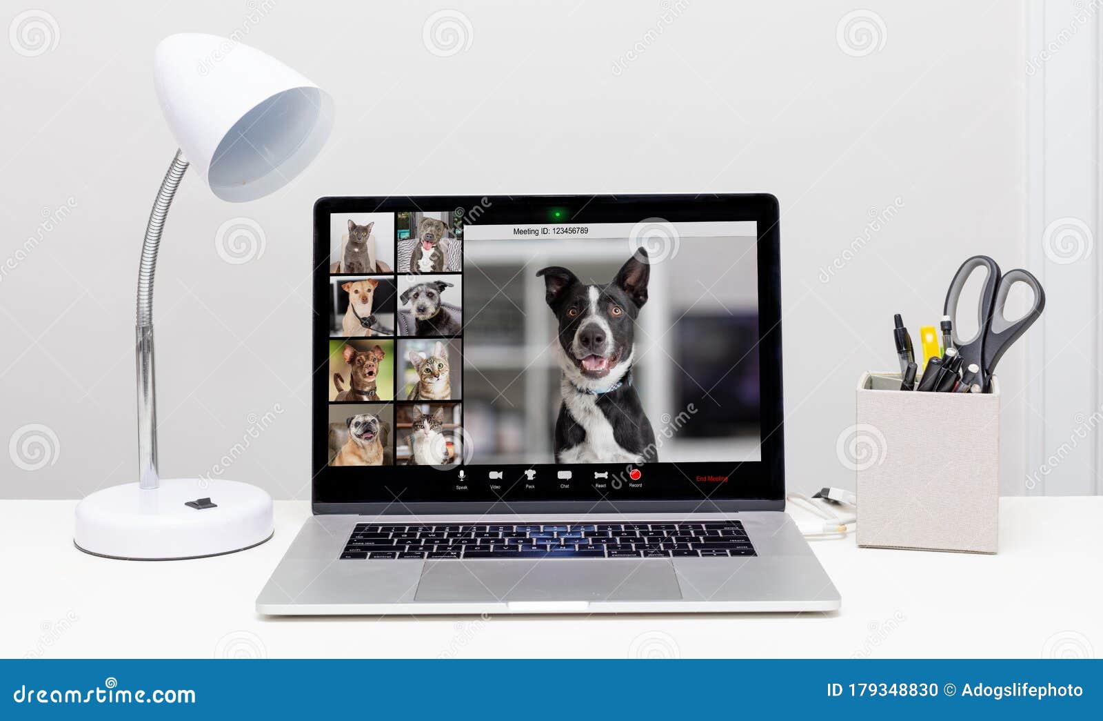 410 Cat Funny Video Stock Photos - Free & Royalty-Free Stock Photos from Dreamstime 410 Cat Funny Video Stock Photos - Free & Royalty-Free Stock Photos from Dreamstime