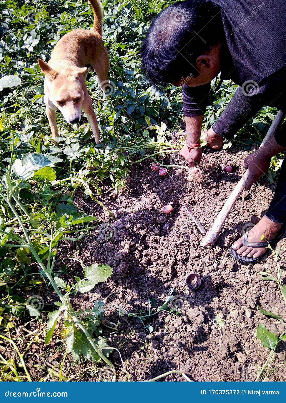 A Dog Catch the Mice from Potato Feild Editorial Photography Image of