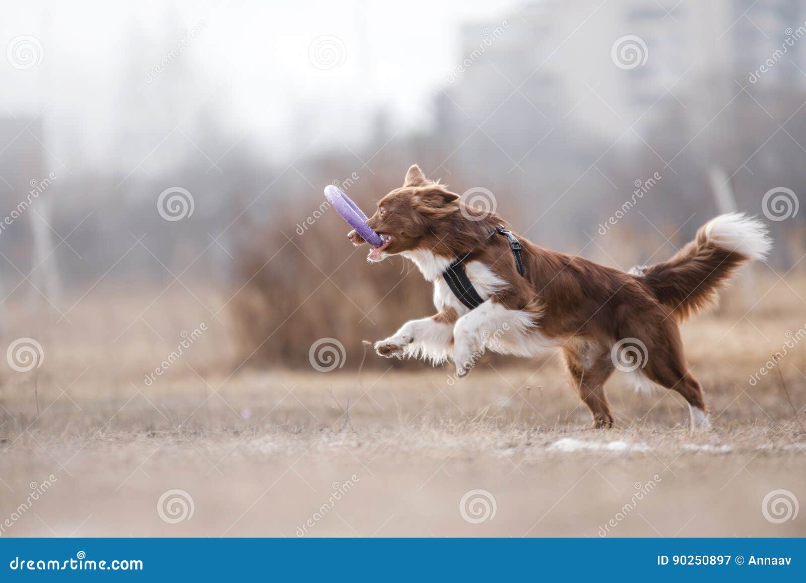 Dog catching flying disk stock image. Image of activity 90250897