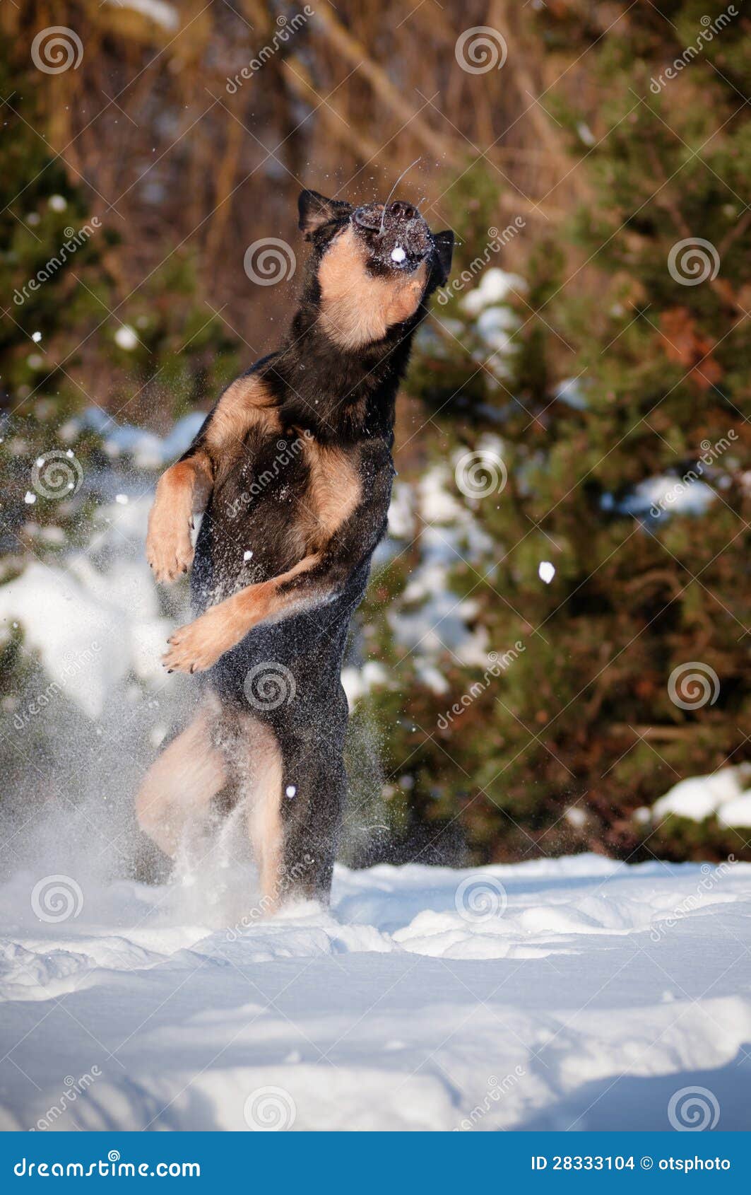 Dog catching snowball stock photo. Image of canine, beautiful 28333104