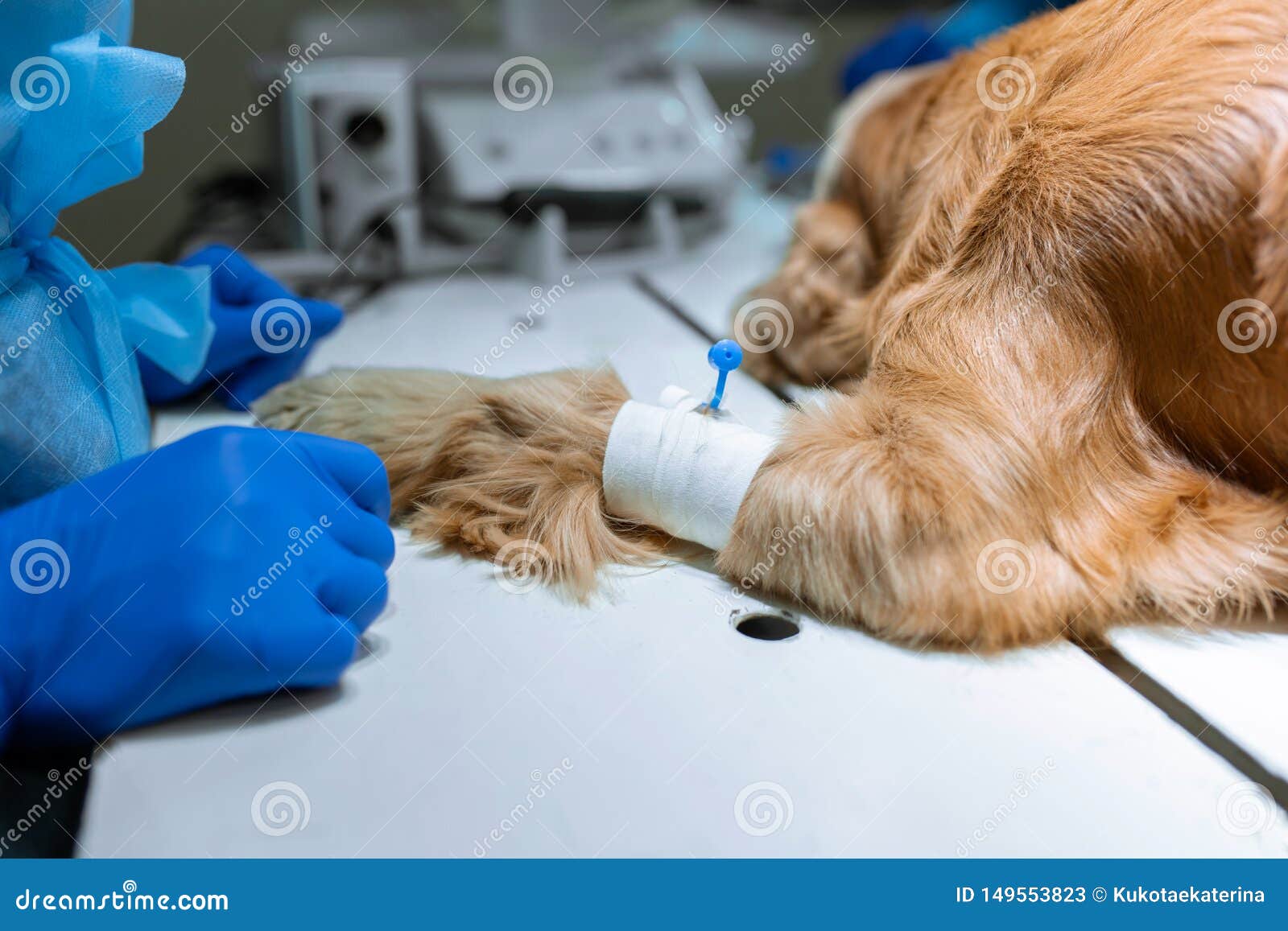 Dog with a Catheter in the Paw on the Operating Table. Preparation for