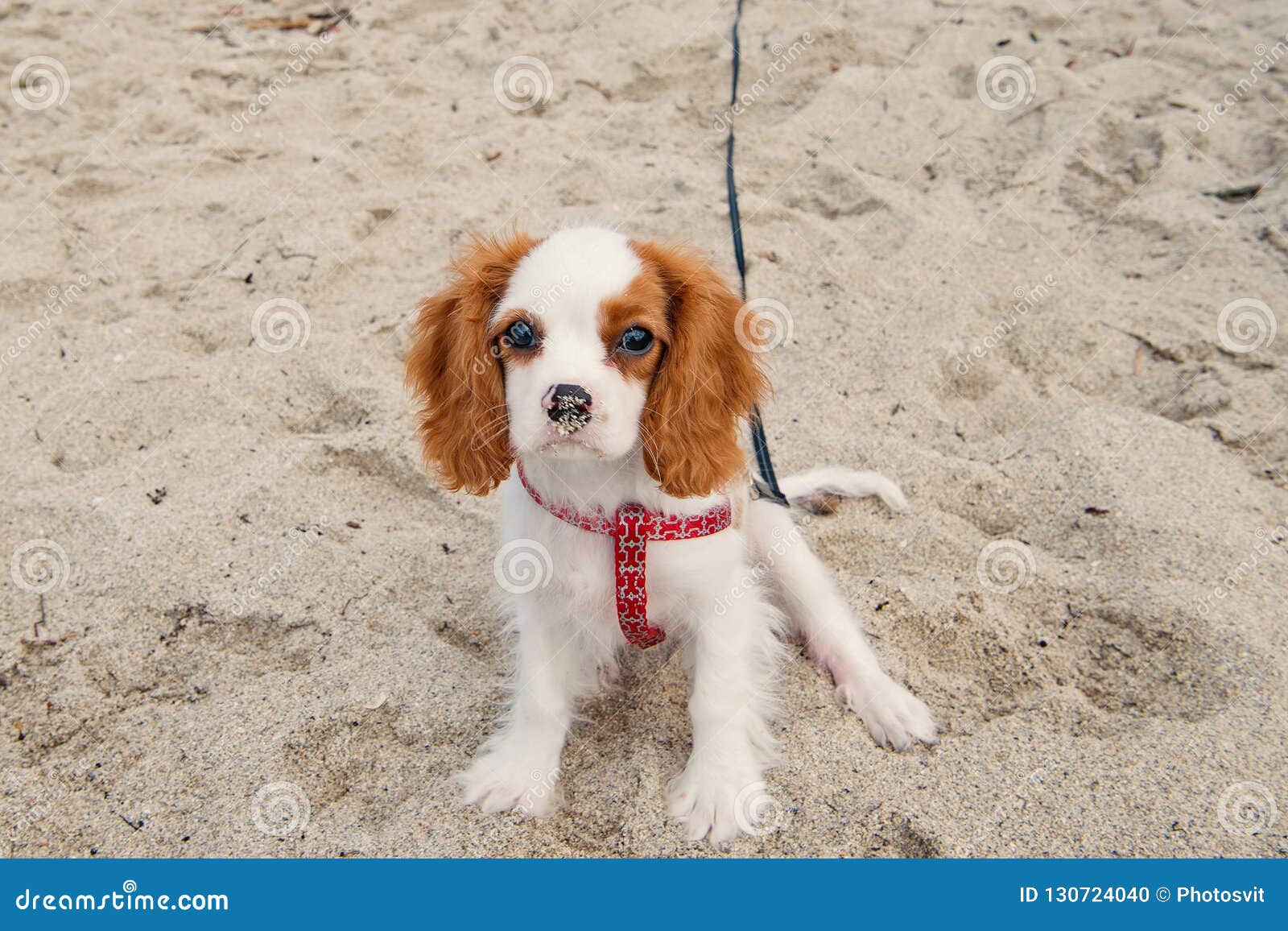 Dog or Cavalier King Charles Spaniel Puppy Stock Photo - of small, long: 130724040