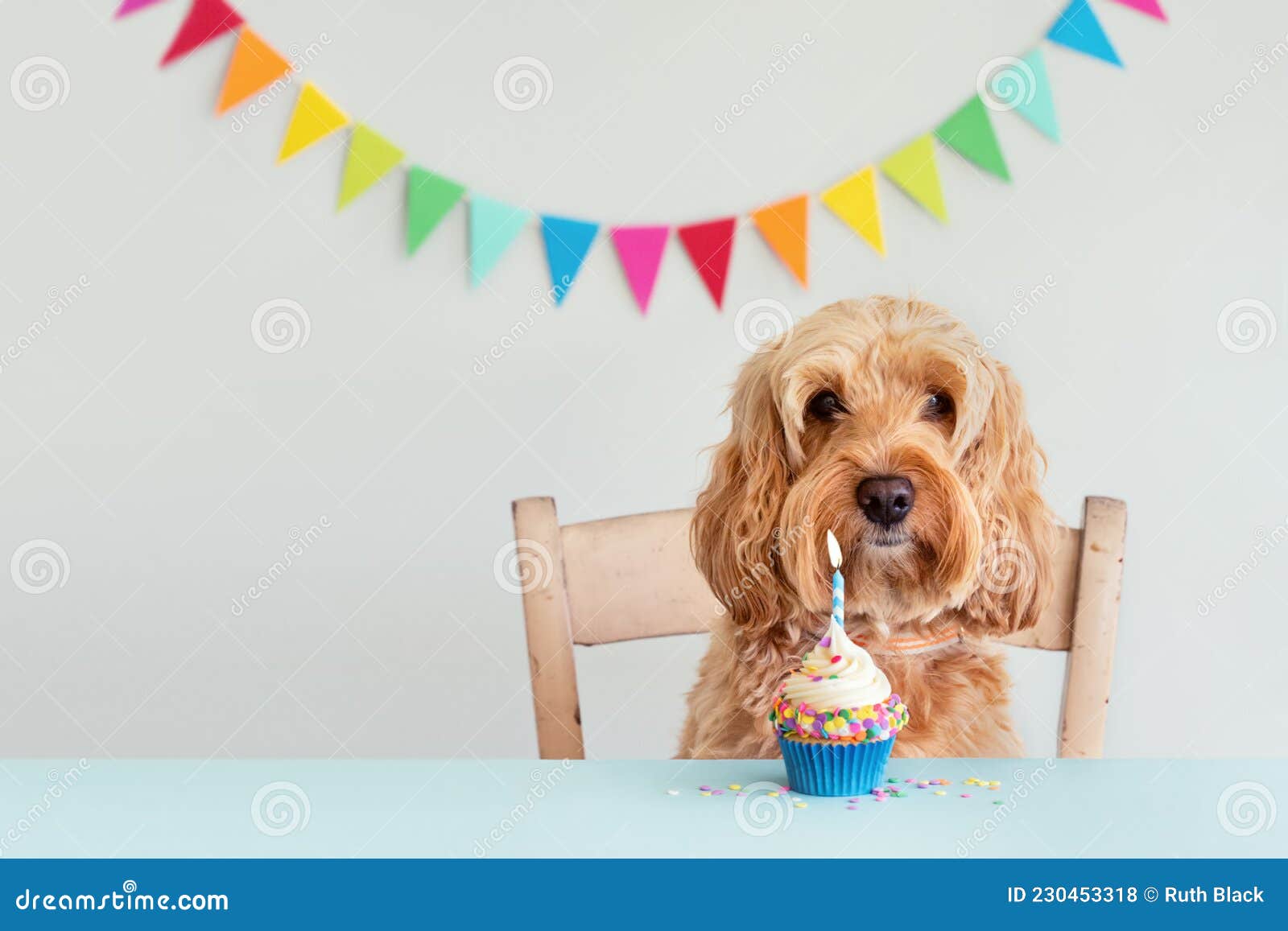 Dog Celebrating with Birthday Cupcake Stock Photo Image of space